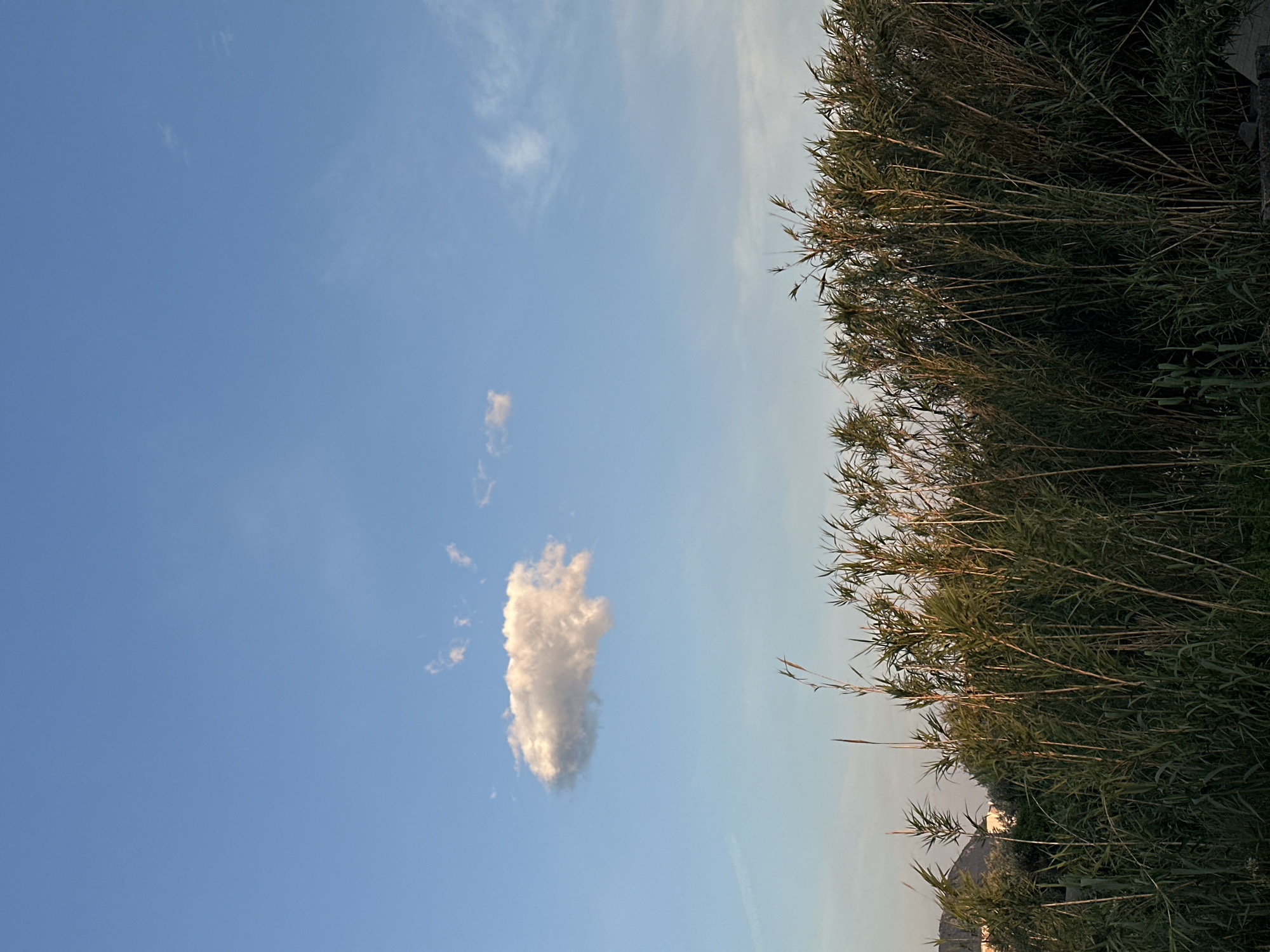 The image shows a partly cloudy, bright blue sky over Šušanj, Montenegro. A cluster of tall, dense green reeds occupies the right side of the image. A large, isolated cumulus cloud is positioned in the center-left sky.