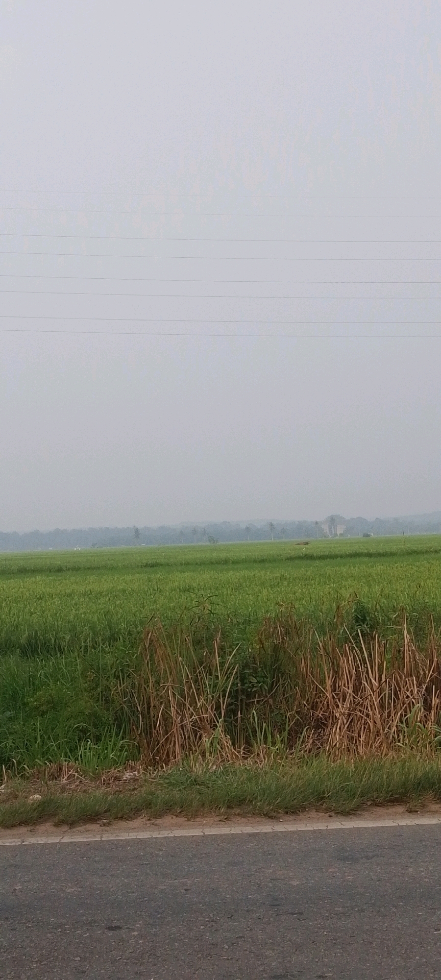 The image shows a rural landscape in Teluk Pulau Hulu, Indonesia. The foreground features a paved road with a white line marking its edge, separating it from a grassy verge. Beyond the verge, a dense field of green crops, likely rice paddies, stretches into the middle ground. In the distance, a line of trees forms the horizon against a hazy, pale sky. Several thin, horizontal power lines are visible in the sky. The overall scene is serene and depicts an agricultural environment. There are no people or animals visible in the image.