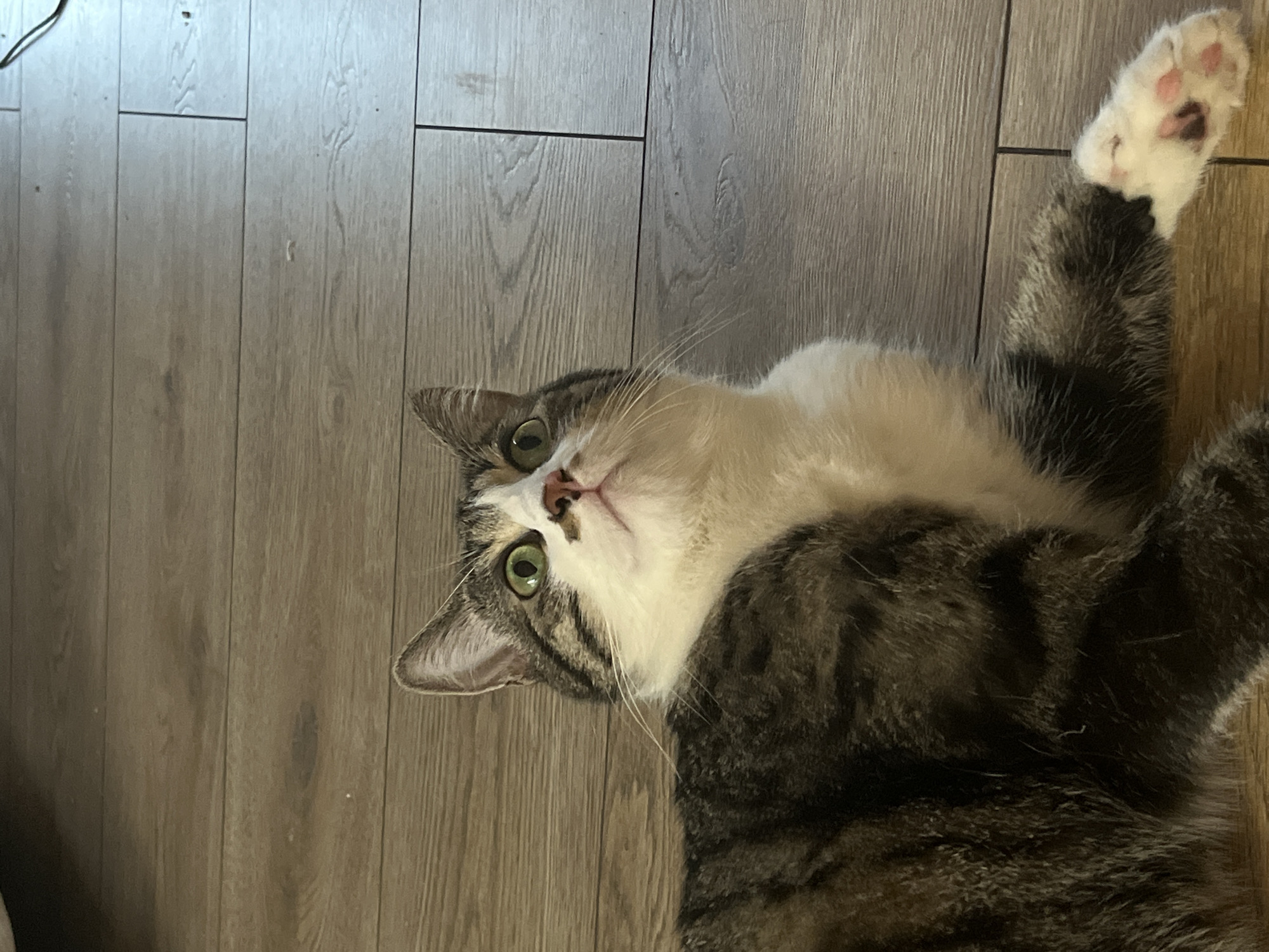 A tabby and white cat with green eyes lies on a wooden floor. Its head is tilted upwards and to the right, with its mouth slightly open. The cat's front right paw is extended, showing its pink paw pads. The background consists of light brown wooden planks. The image was taken in Fresnes, France.