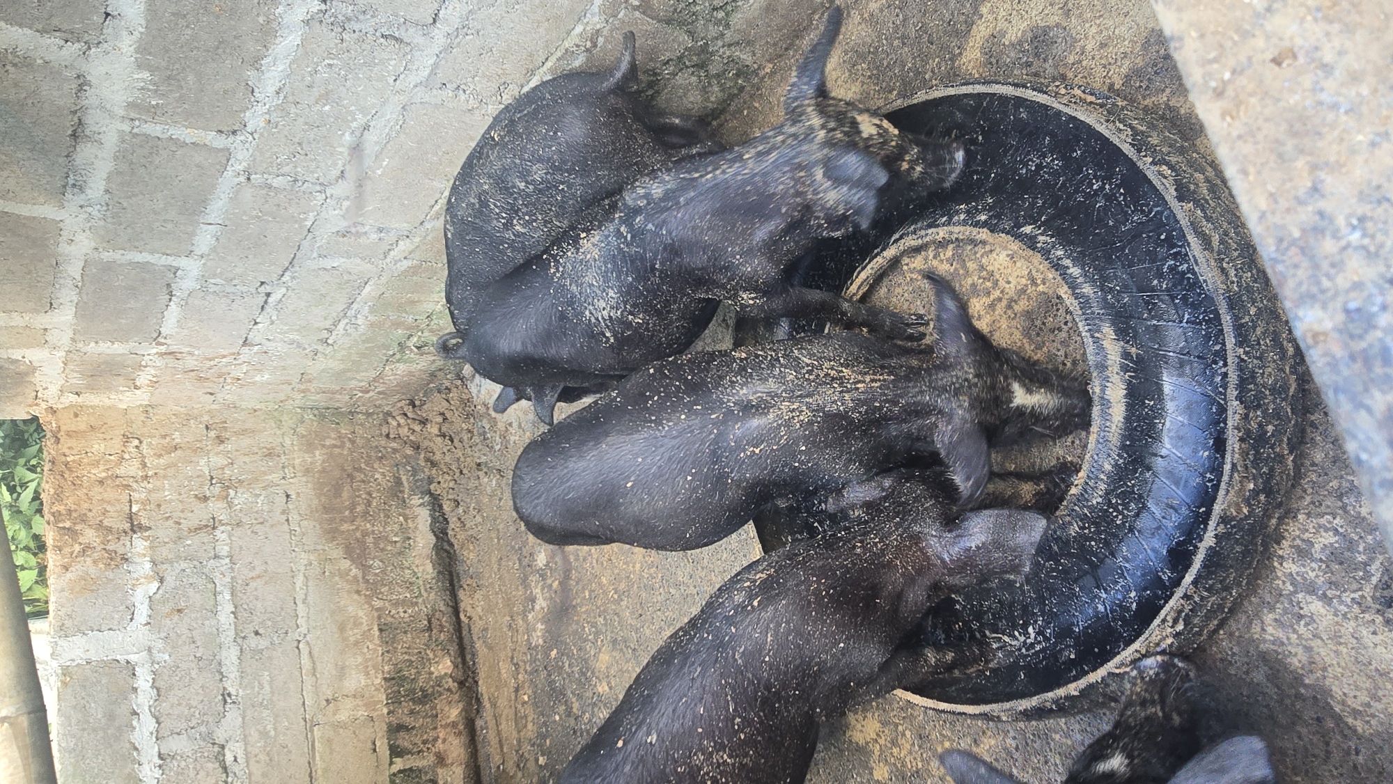 The image, taken in Seririt, Indonesia, depicts five small, dark-colored pigs gathered around a black tire that is repurposed as a feeder. The pigs appear to be piglets or young hogs, and their bodies are covered in specks of dirt or feed, suggesting they are actively eating from the tire. They are clustered close together, with their heads often obscured by their bodies as they feed.
The ground immediately surrounding the pigs and the tire is composed of packed earth and possibly some uneven concrete. In the background, a rough concrete block wall forms part of an enclosure, exhibiting visible mortar lines and a somewhat weathered appearance. To the far left, beyond the wall, green foliage is visible, indicating an outdoor setting with vegetation nearby.
The scene is illuminated by natural daylight, suggesting it is daytime. There are no people visible in the image, and no discernible text. The setup of the tire as a feeding trough within a concrete enclosure suggests an agricultural or farm setting, specifically a pigsty or a pen for raising pigs.