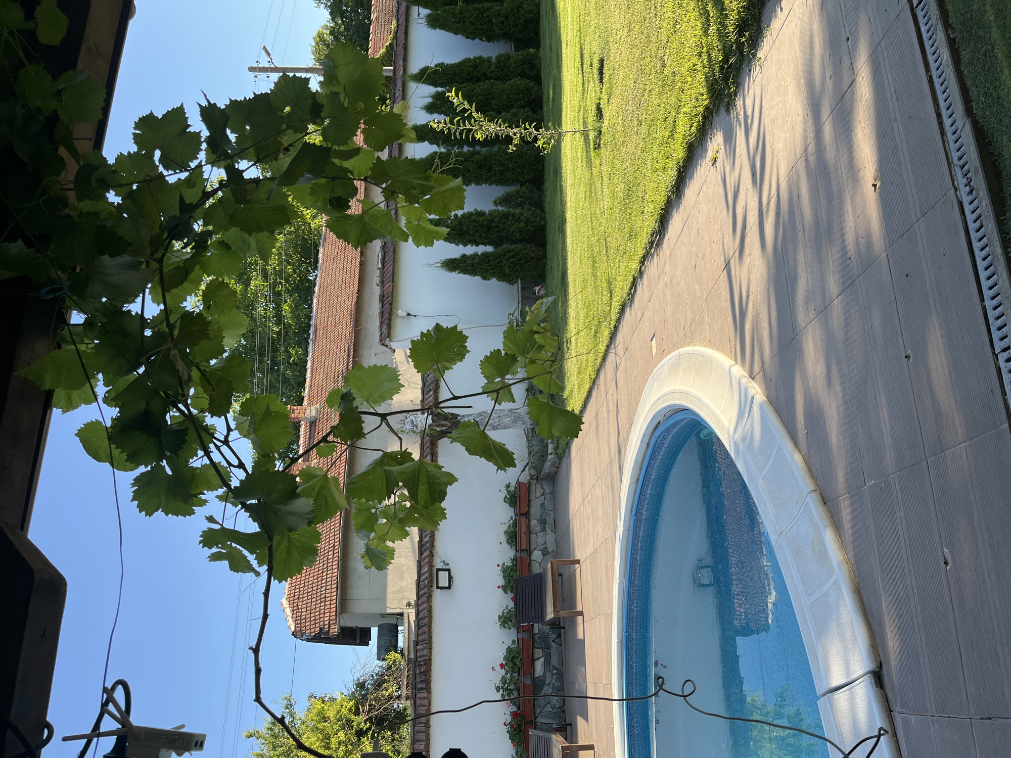 This is an outdoor, eye-level shot of a backyard scene featuring a swimming pool and a building. The image is oriented vertically. In the foreground, lush green grapevines with large leaves hang from the left side, partially obscuring the view of the building. The building, with a reddish-brown tiled roof and white walls, is situated in the middle ground. Small planters with red flowers are affixed to the wall between the building and the pool.
To the right of the building, a well-maintained green lawn stretches into the background, bordered by a row of manicured evergreen trees. A paved area with rectangular tiles runs along the edge of a kidney-shaped swimming pool. The pool is filled with clear blue water, and its edge has a white coping. Shadows from the grapevines are cast across the paved area, suggesting it is a sunny day.
The sky is a clear, bright blue, indicating fair weather. The lighting suggests it is either morning or late afternoon, given the angle of the shadows. There is no visible text in the image. The scene evokes a sense of tranquility and leisure, typical of a summer day in a residential backyard. The focus is on the interplay of natural elements like the vines and lawn with the man-made structures of the house and pool.