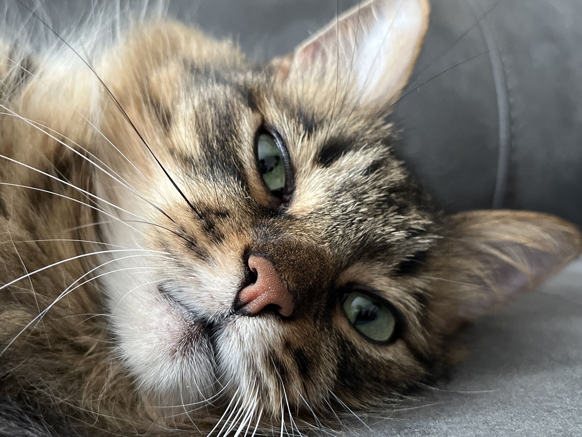 A close-up, eye-level, indoor, static shot shows a domestic cat with tabby fur lying on its side and resting its head on a gray surface. The cat's fur is a mixture of brown, black, and tan, with prominent white whiskers. Its eyes are a vibrant green and are partially open. The cat's pink nose is visible and appears to be slightly moist. The background is out of focus and appears to be a gray fabric surface. There is no indication of the location in the city of Babruysk, Belarus.