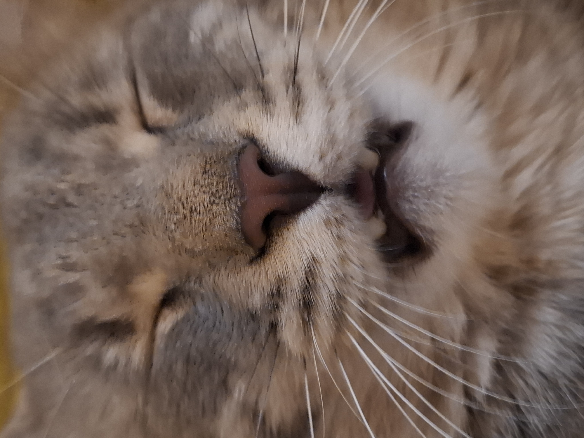 A close-up, low-angle shot shows the face of a tabby cat with its eyes closed. The cat's fur is a mix of brown, grey, and cream. Its nose is pink and moist, and its mouth is slightly open, revealing a pink tongue and some teeth. Long white whiskers extend outwards from its muzzle. The background is blurred and appears to be a warm, neutral color. This image provides no information about a location in Zemun Urban Municipality, Serbia, or any other specific geographic context.