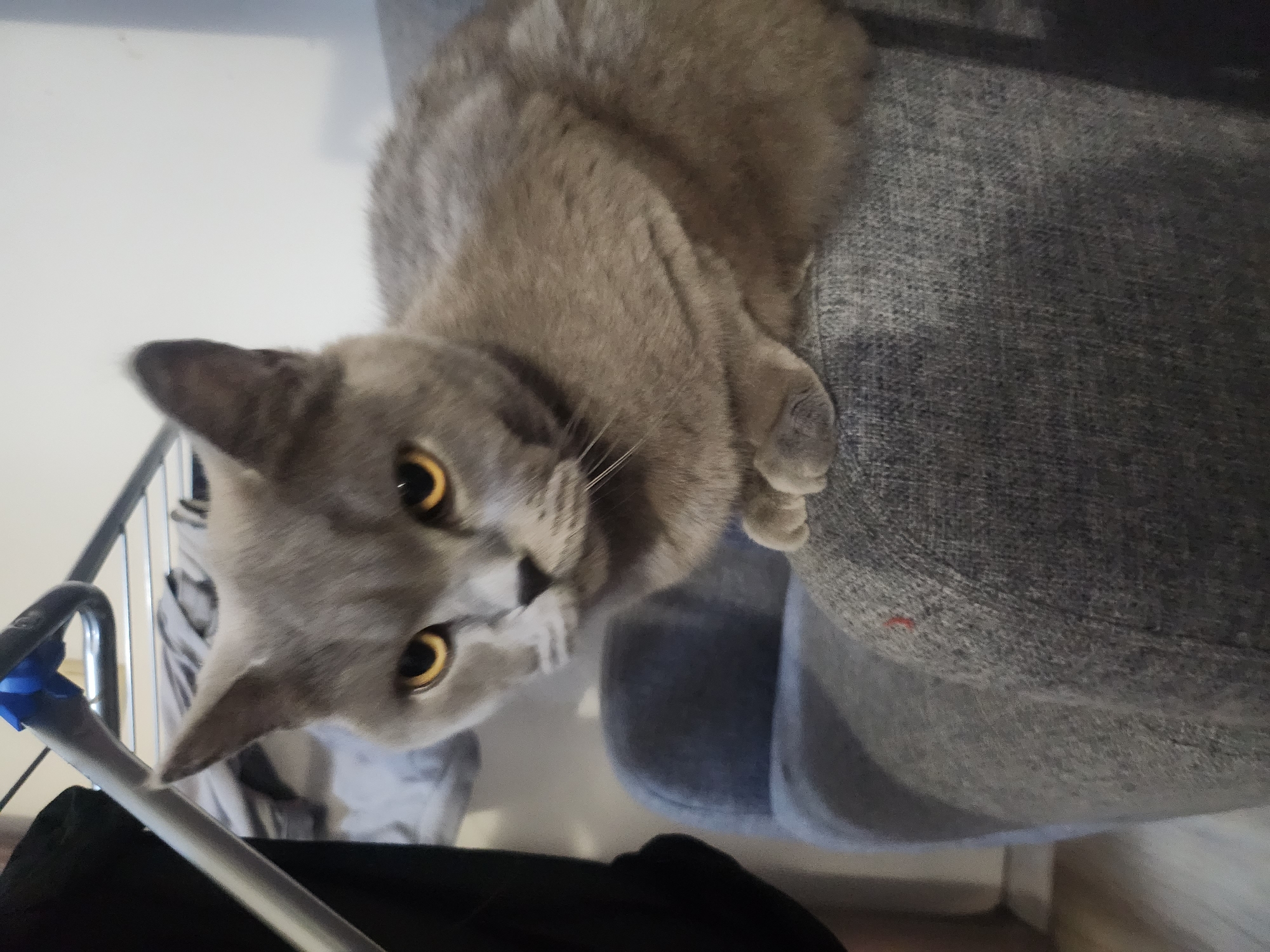 A grey British Shorthair cat with yellow eyes is sitting on a grey upholstered chair. The cat is in the foreground, facing slightly to the left, with its paws tucked beneath it. The background is out of focus, showing what appears to be a laundry rack and a white wall. A black garment is visible on the left side of the image. The lighting is dim, suggesting an indoor setting. The image is a photograph taken from a slightly low angle. There is no visible indication that this image is related to Tsarevo, Bulgaria.
