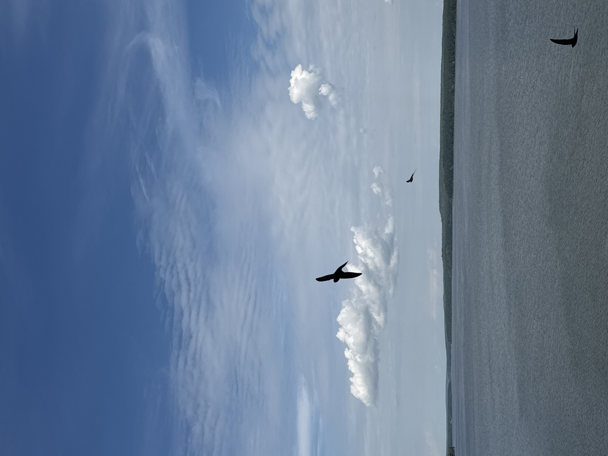 The image shows a wide expanse of a body of water, likely a lake or river, under a blue sky with scattered white clouds. The water is a deep, calm grey, with subtle ripples. In the background, a dense green tree line forms the horizon, suggesting a natural or park-like setting.
In the sky, there are three dark silhouettes of birds in flight. One bird, closer to the foreground and slightly to the left of the center, is larger and more detailed, with outstretched wings in mid-flap. Another, smaller bird is positioned higher and further to the right, also in flight. A third, even smaller bird is seen in the lower right quadrant of the image. The clouds are a mix of fluffy cumulus formations and thinner, wispy cirrus clouds.
The location in Votkinsk, Russia, is not identifiable from the visual information provided in the image. The scene depicts a tranquil natural landscape.