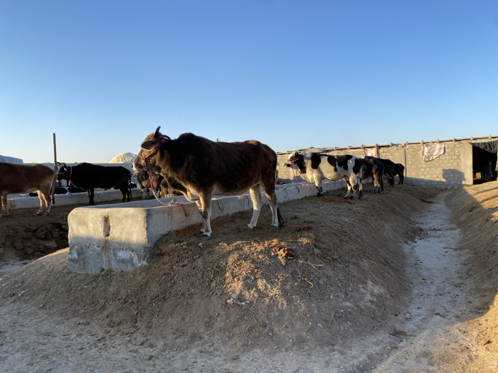 The image displays an outdoor cattle enclosure located in the city of Jabadar, Afghanistan, under a clear blue sky. In the midground, approximately eight to ten cattle are visible on a raised dirt area. A prominent dark brown cow with a red halter stands centrally, positioned beside a concrete feeding trough. To its left, a light brown cow and a black cow are partially visible near similar troughs. Further back and to the right of the central cow, a black and white spotted cow and several other dark-colored cows are present. The ground is dry earth, descending into an unlined, dry earthen trench or canal that runs from the foreground towards the right background. In the background, a low-slung structure constructed of concrete blocks features dark openings, possibly stalls or entrances, with draped fabric visible along the top of the wall. Strong sunlight from the left casts distinct shadows to the right, indicating either an early morning or late afternoon setting. No individuals are present in the scene.
