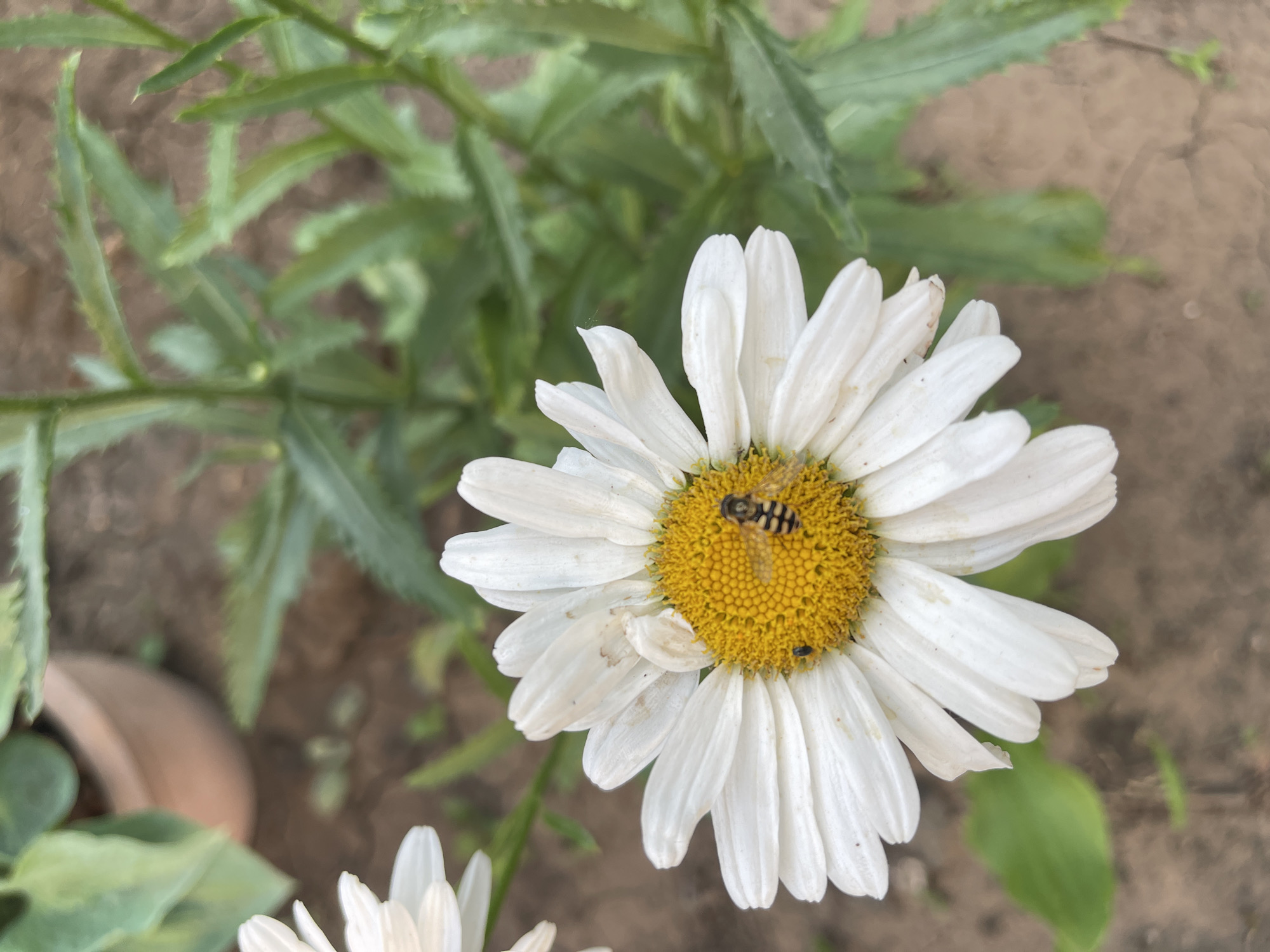 This close-up media file captures a vibrant daisy in bloom, its white petals radiating outwards from a bright yellow center. The daisy is the primary subject, with a small insect, appearing to be a hoverfly, perched on its pollen-rich disk. The insect has distinct black and yellow stripes, indicating its presence and activity of foraging.
In the background, blurred green leaves of the daisy plant and other greenery create a natural, outdoor setting. The ground beneath the plant appears to be soil, with hints of dry, cracked earth suggesting a warm or dry weather condition. The lighting indicates it is daytime, with natural sunlight illuminating the scene.
The overall impression is one of a peaceful moment in nature, highlighting the intricate details of a common flower and the small life it supports. There is no visible text in the image. The location context of Odesa, Ukraine, suggests this scene could be from a garden or park in that region. The focus is on the delicate beauty of the daisy and the presence of the insect, evoking a sense of natural tranquility.