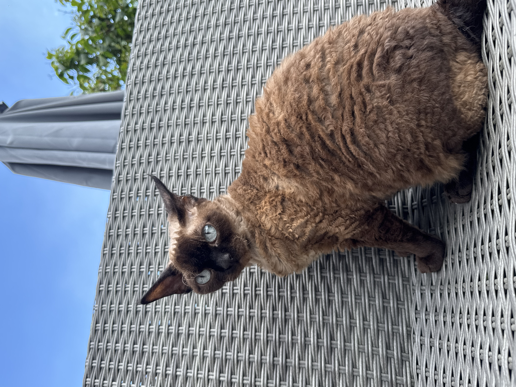 A Devon Rex cat with a brown, curly coat and striking blue eyes sits on a grey, woven outdoor chair. The cat is facing to the left, looking at the camera. Behind the cat, a closed grey umbrella is visible, along with green foliage and a bright blue sky. The scene appears to be outdoors, possibly in a backyard or patio area. The location is identified as Carnikava, Latvia.