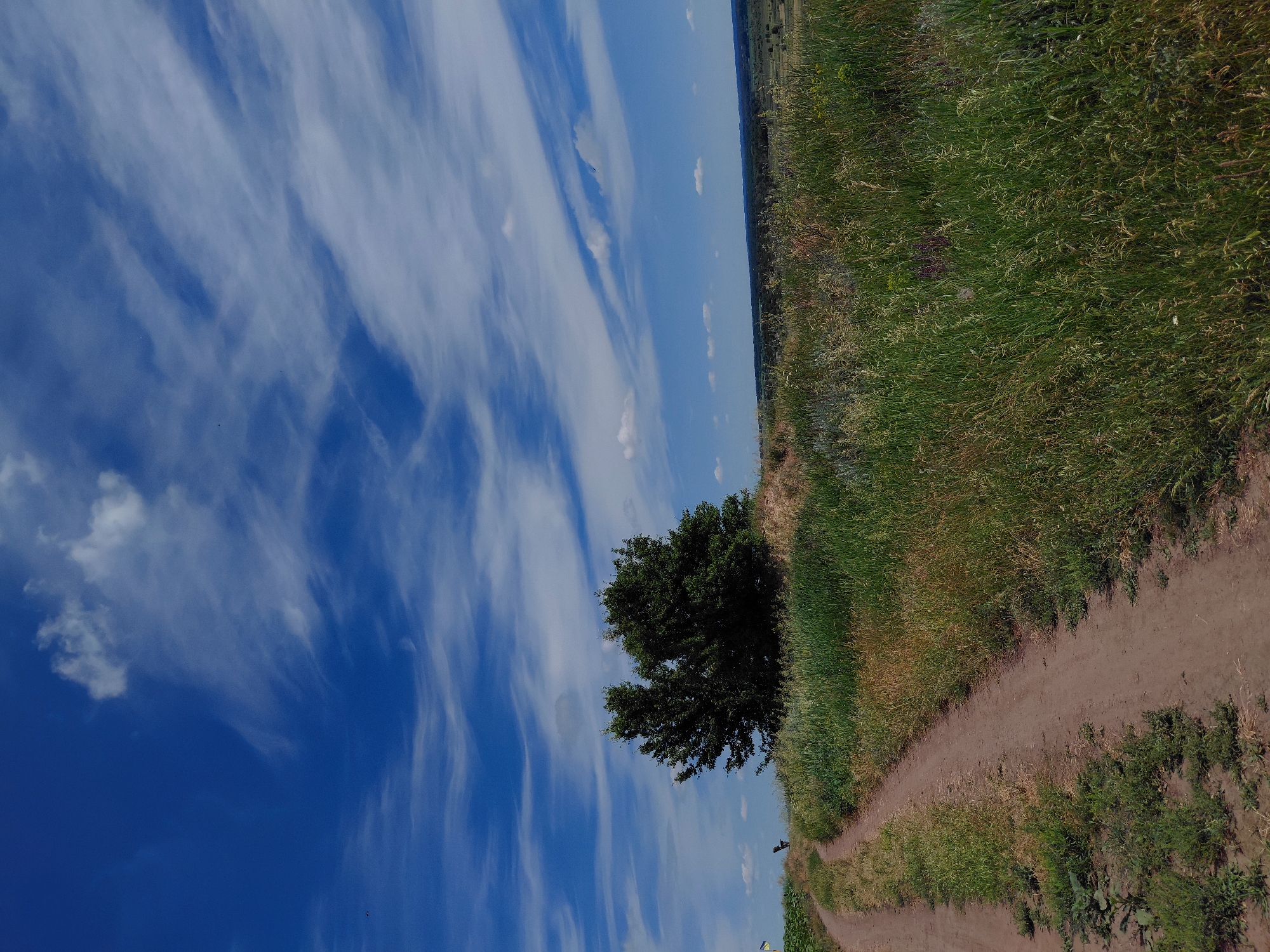 The image depicts a rural landscape under a bright blue sky with wispy white clouds. A dirt road curves from the lower left corner upwards and towards the right. To the right of the road, tall green grass and wildflowers cover the terrain, leading to a small cluster of trees in the mid-ground. In the far distance, a tree line and rolling hills are visible, suggesting the broader landscape of Ustyvytsia, Ukraine. The scene is serene and natural, with no discernible human activity in the immediate vicinity.