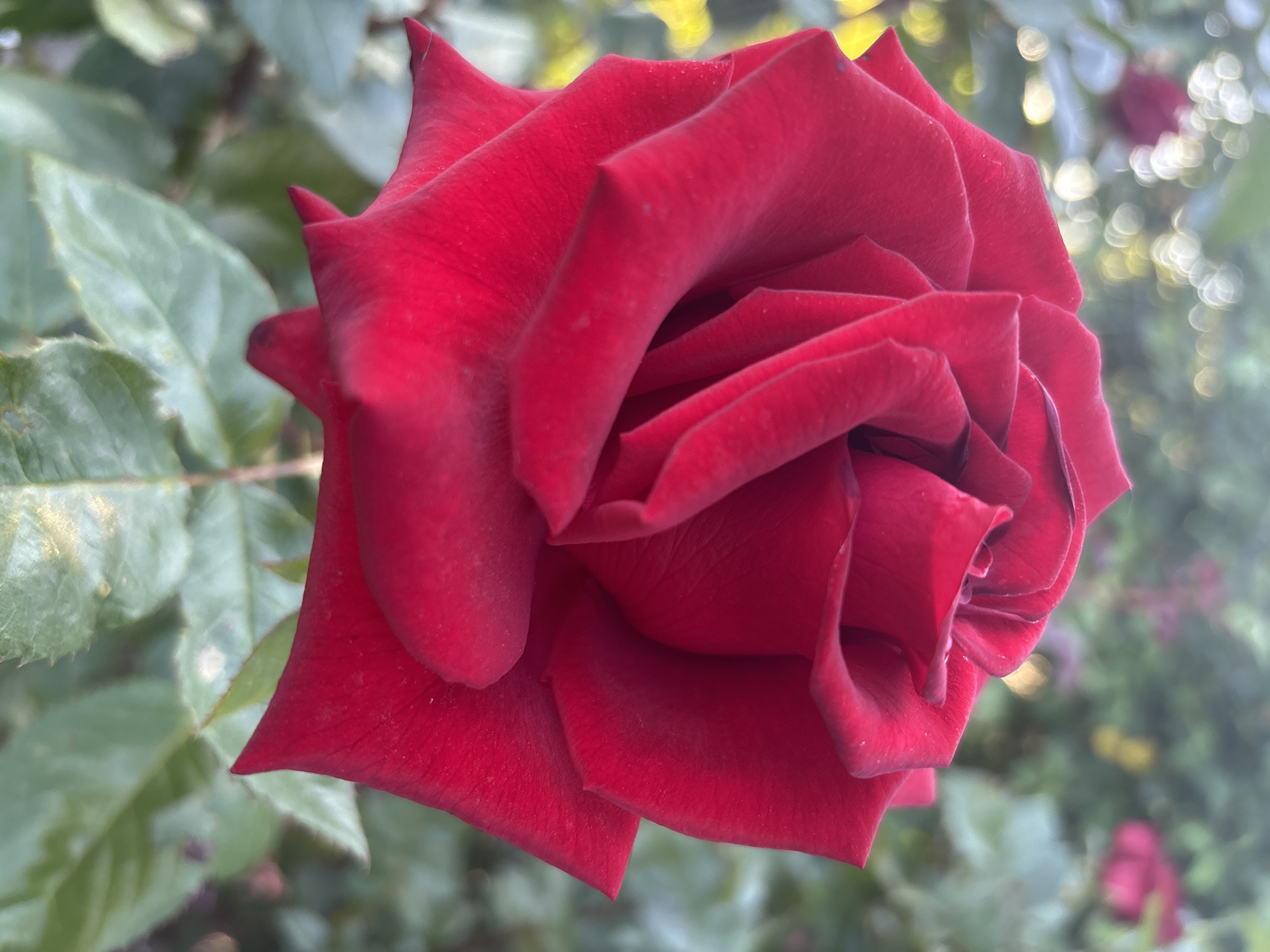 The media file displays a close-up, slightly off-center view of a vibrant red rose in full bloom. The rose occupies the majority of the foreground, positioned towards the right side of the frame and angled slightly. Its petals are a deep crimson or velvety red, with visible folds and a soft texture. The outer petals are fully unfurled, revealing the intricate layering of the bloom, while the inner petals remain more tightly furled. Some petals exhibit subtle variations in color or slight textural imperfections, visible upon closer inspection.
The background is significantly out of focus, creating a soft bokeh effect that isolates the rose as the primary subject. Dominating the blurred background are various shades of green, characteristic of leaves and foliage. Scattered throughout the background, particularly on the right side and towards the top, are numerous small, circular, and elongated blurs of light in yellow, white, and lighter green hues. These light spots suggest dappled sunlight filtering through the surrounding vegetation. Hints of other blurry red shapes, likely other roses or buds, can be discerned in the distant, out-of-focus areas, especially on the right side.
The lighting appears to be natural daylight, possibly soft sunlight, which gently illuminates the rose, highlighting its contours and velvety texture. The overall setting is an outdoor garden or natural environment. There is no activity depicted beyond the static presentation of the flower. No text is visible in the image.
