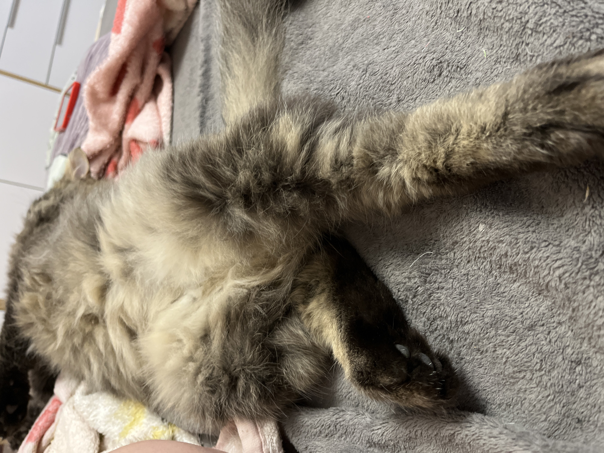 The image shows a fluffy cat lying on a grey blanket. The cat's fur is a mix of brown, grey, and tan. Its body is partially visible, with its belly and hind leg in focus. The cat's hind paw is extended, revealing its claws. In the background, a pink and white blanket and a red object, possibly a phone, are visible. The scene appears to be indoors, in a bedroom or living room. The location in Krasnyye Barrikady, Russia, is not discernable from the image.