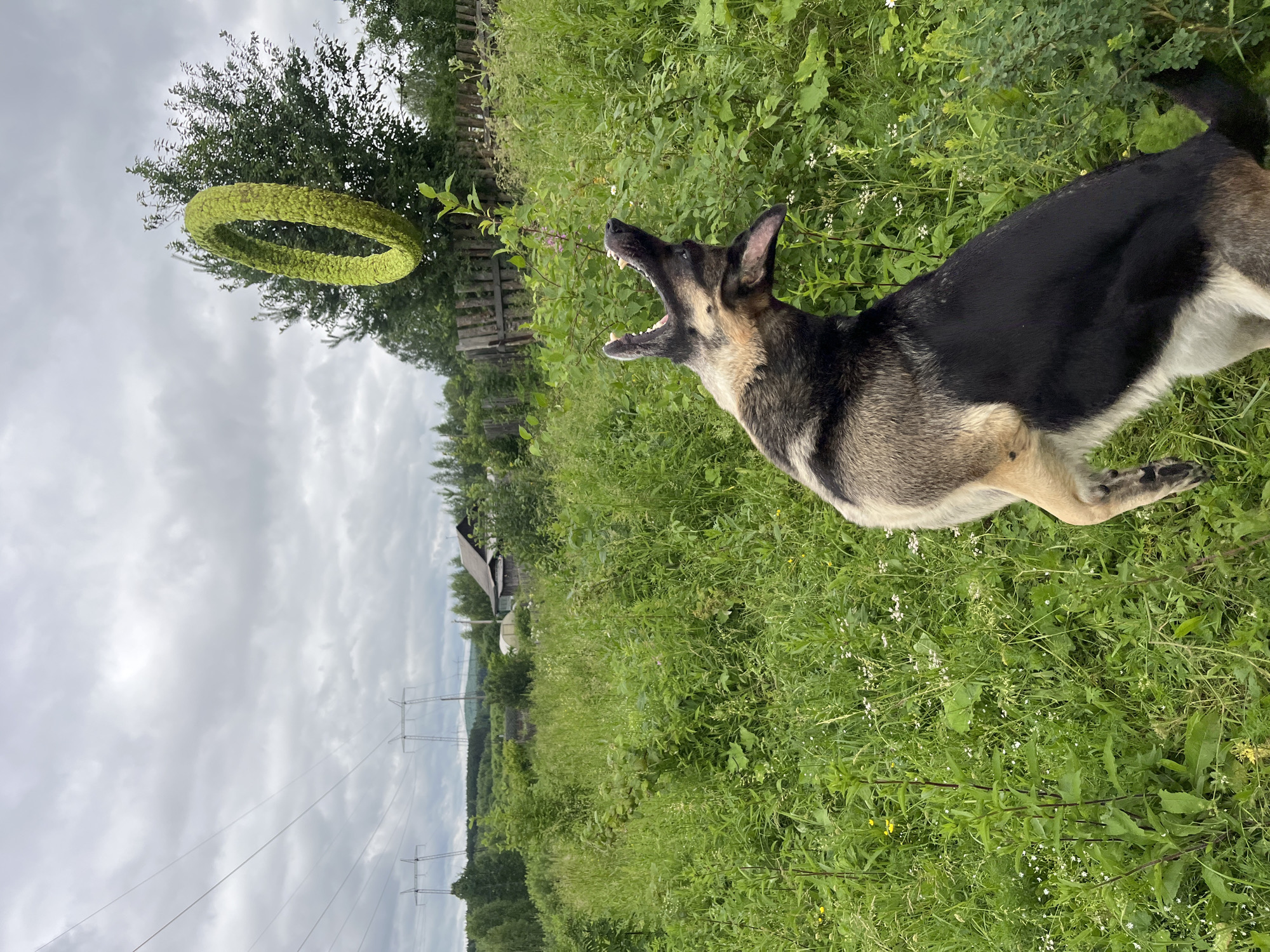 A medium-sized German Shepherd dog is captured mid-leap in a grassy field, with its mouth open, attempting to catch a bright green, moss-covered ring suspended in the air. The dog is positioned in the foreground, facing away from the viewer, with its back legs extended and front paws reaching upwards. The background depicts a rural landscape under a cloudy sky. In the distance, several power line towers are visible, along with a rustic wooden fence and a small, dilapidated house. The environment is characterized by lush green vegetation, indicating a natural or semi-rural setting, consistent with the outskirts of Nizhny Tagil, Russia.