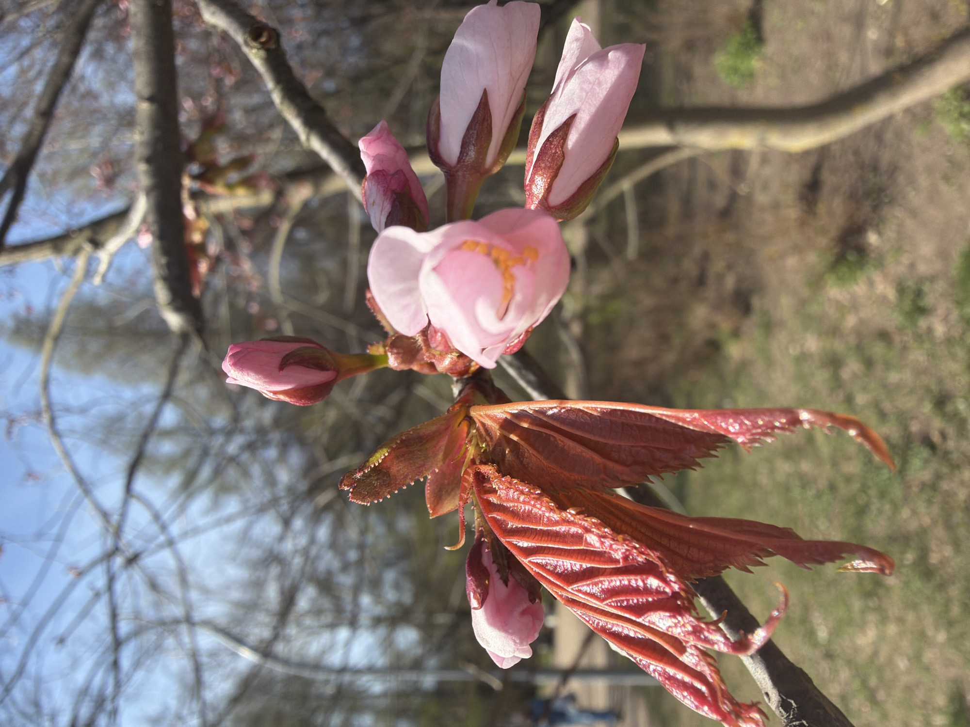 The image displays a close-up of delicate pink flowers and nascent leaves blooming on a tree branch, likely a cherry or similar Prunus species. In the foreground, a cluster of blossoms includes one partially open flower with visible yellow stamens, surrounded by several tightly closed, pale pink buds. Adjacent to the flowers are striking, young reddish-brown leaves, characterized by their textured, serrated edges and prominent veins, indicating new growth.
The subjects are natural flora, specifically the early stages of spring bloom. The scene is set outdoors, with the main branch and its blossoms in sharp focus. The background is softly blurred, revealing more tree branches, some bare and others with hints of pink blossoms, against a clear, light blue sky. Below the main subject, blurred patches of green and brown suggest distant ground or foliage. The lighting is bright and natural, indicating daytime with clear weather. There is no visible text in the image. The overall impression is one of early spring, beauty, and natural renewal in a park or garden setting within Saint Petersburg, Russia.