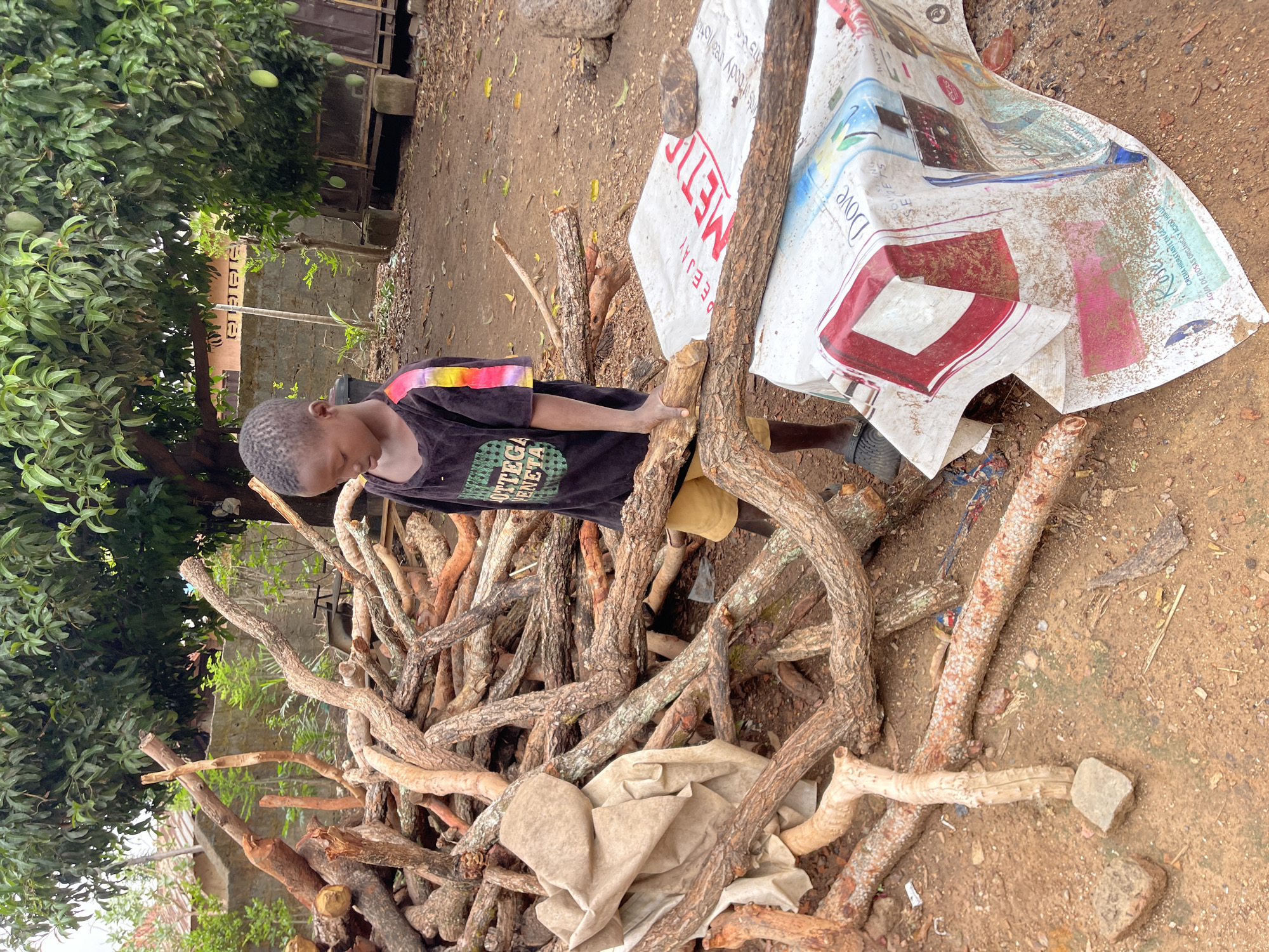 Here's a detailed description of the image:
A young child, likely a boy with a dark complexion and short hair, stands among a large pile of tree branches and logs. The child is wearing a black t-shirt with colorful stripes on the shoulder and the word "BOTTEGA VENETA" printed on the front. The child seems to be interacting with the pile, possibly gathering or arranging the wood.
To the right of the wood pile is a torn and dirty white plastic sheet with logos and text printed on it, with visible brand names like "Dove" and the partial word "METIA". This suggests it may have been a product wrapper.
The ground is a mix of bare earth, with dry leaves and small stones scattered about. There is some sparse vegetation visible, including what appears to be a mango tree laden with green fruit on the left side of the frame. In the distance, there is a concrete structure, possibly a wall or building.
Given the location of Akwanga, Nigeria, the setting suggests a rural or semi-rural environment, possibly near a residential area. The presence of the wood and plastic sheeting suggest domestic activities, while the vegetation indicates a tropical environment.
