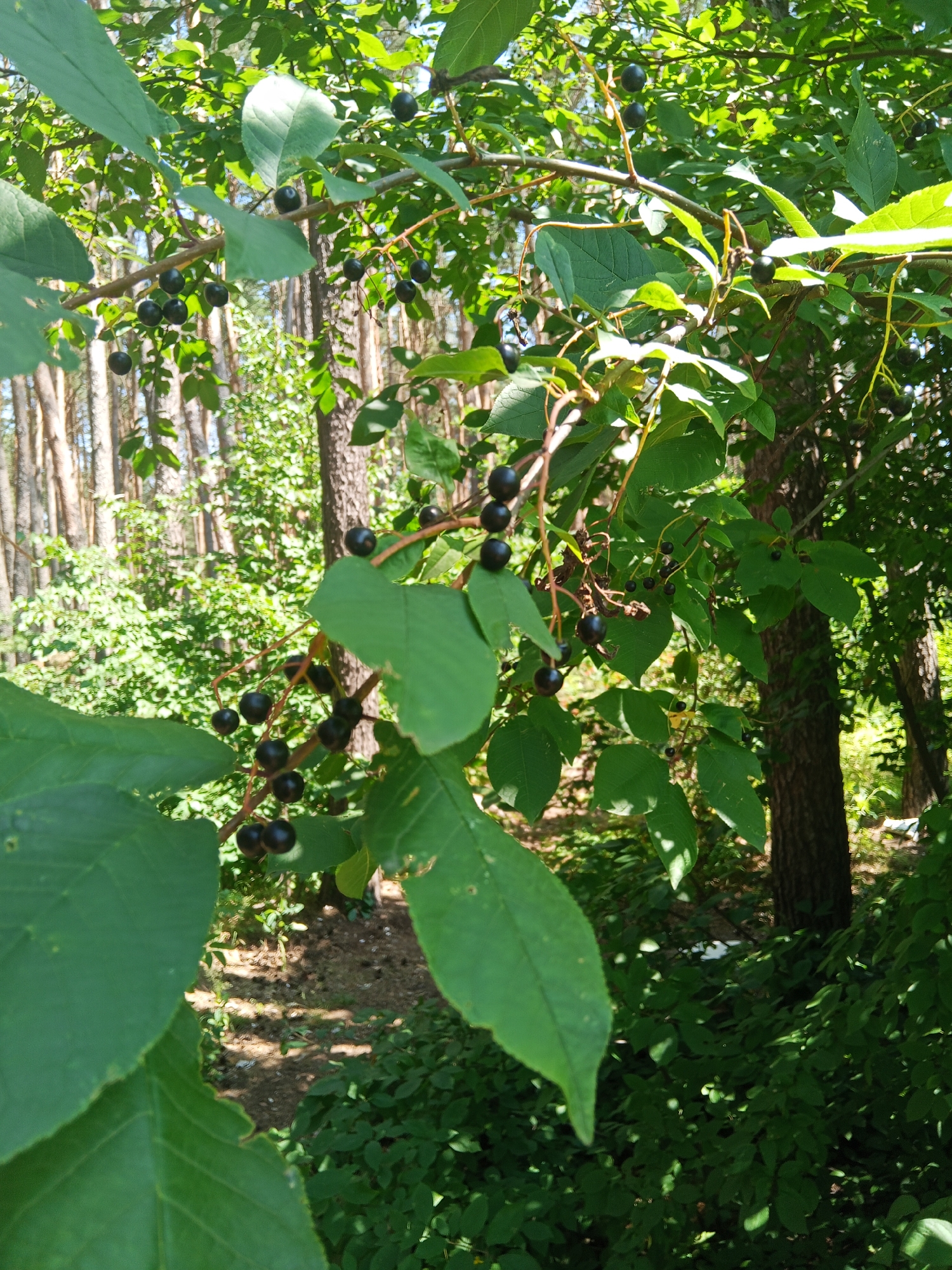 The image depicts a close-up view of a tree branch laden with dark, ripe berries, likely chokecherries, amidst lush green foliage. The setting appears to be a natural environment, possibly a park or forest edge, with a blurred background suggesting a wooded area with a sun-dappled forest floor. The focus is on the clusters of berries and the surrounding leaves, which are illuminated by sunlight filtering through the canopy. The specific location in Bohodukhiv, Ukraine, is not explicitly indicated within the visual information of the image itself.