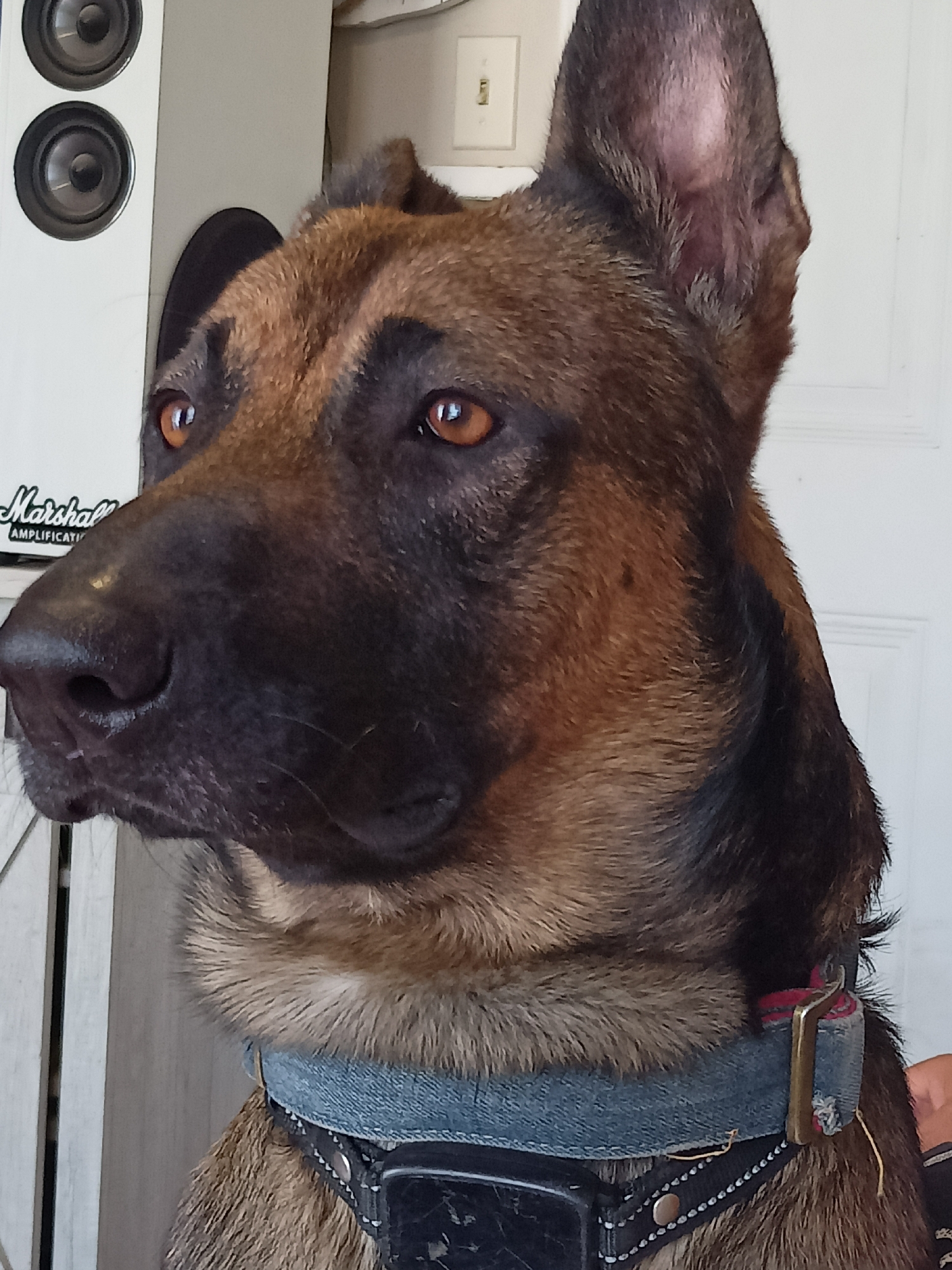 A close-up, medium shot captures a German Shepherd-mix dog's head and upper body. The dog is facing left and looking slightly away from the camera. Its fur is a mix of brown and black, with lighter brown markings around its eyes and muzzle. The dog has large, pointed ears, one of which is slightly tilted forward. Its eyes are a warm amber color, and its nose is dark and wet. The dog is wearing a denim-like collar with black trim and a silver buckle. In the background, to the left of the dog, is a white speaker with two circular grilles. Further to the left, a white vertical object with a black label that reads "Marshall AMPLIFICATI" is visible. To the right of the dog, a white door or wall is seen, with a light switch plate visible on it. The overall lighting suggests an indoor environment with natural light coming from the right. The image does not provide any specific indicators of its location within Amarillo, United States of America.
