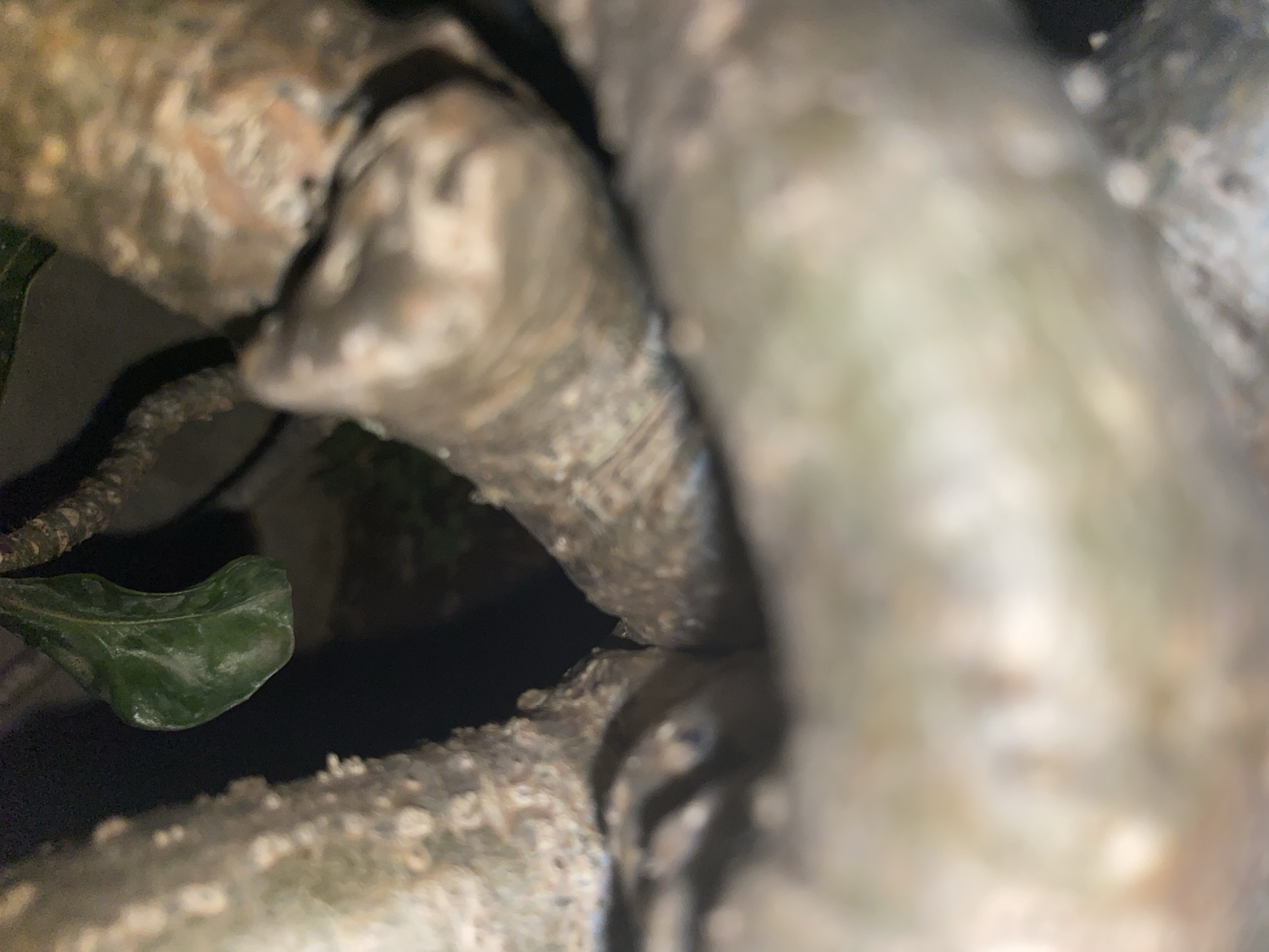 The image is a close-up, macro shot of a plant's roots and a single green leaf. The roots are thick, gnarled, and have a textured, grayish-brown surface, appearing to intertwine with each other. One portion of a root is in sharp focus, revealing intricate details of its surface. To the left, another root structure is visible, also with a textured, lighter-colored surface that has small, raised bumps or deposits. In the upper left quadrant, a single, dark green leaf is suspended, appearing smooth and slightly waxy. The background is dark and out of focus, with some lighter, blurred areas suggesting a dimly lit environment. The perspective is from within the root structure, looking outwards and upwards.