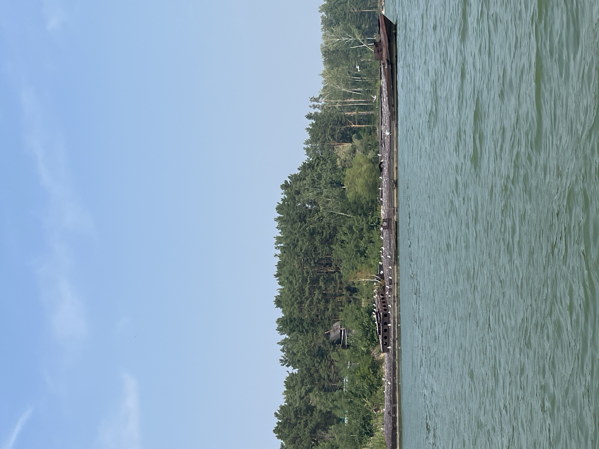 A long, rusted barge with many seagulls perched on its deck sits on the tranquil, green waters of a river or lake. The barge is positioned horizontally in the mid-ground of the image. Behind the barge, a dense, lush green forest covers the shoreline, with a small, rustic wooden house visible nestled among the trees. The sky above is a clear, pale blue with a few wispy white clouds. The overall scene suggests a peaceful, natural setting.
