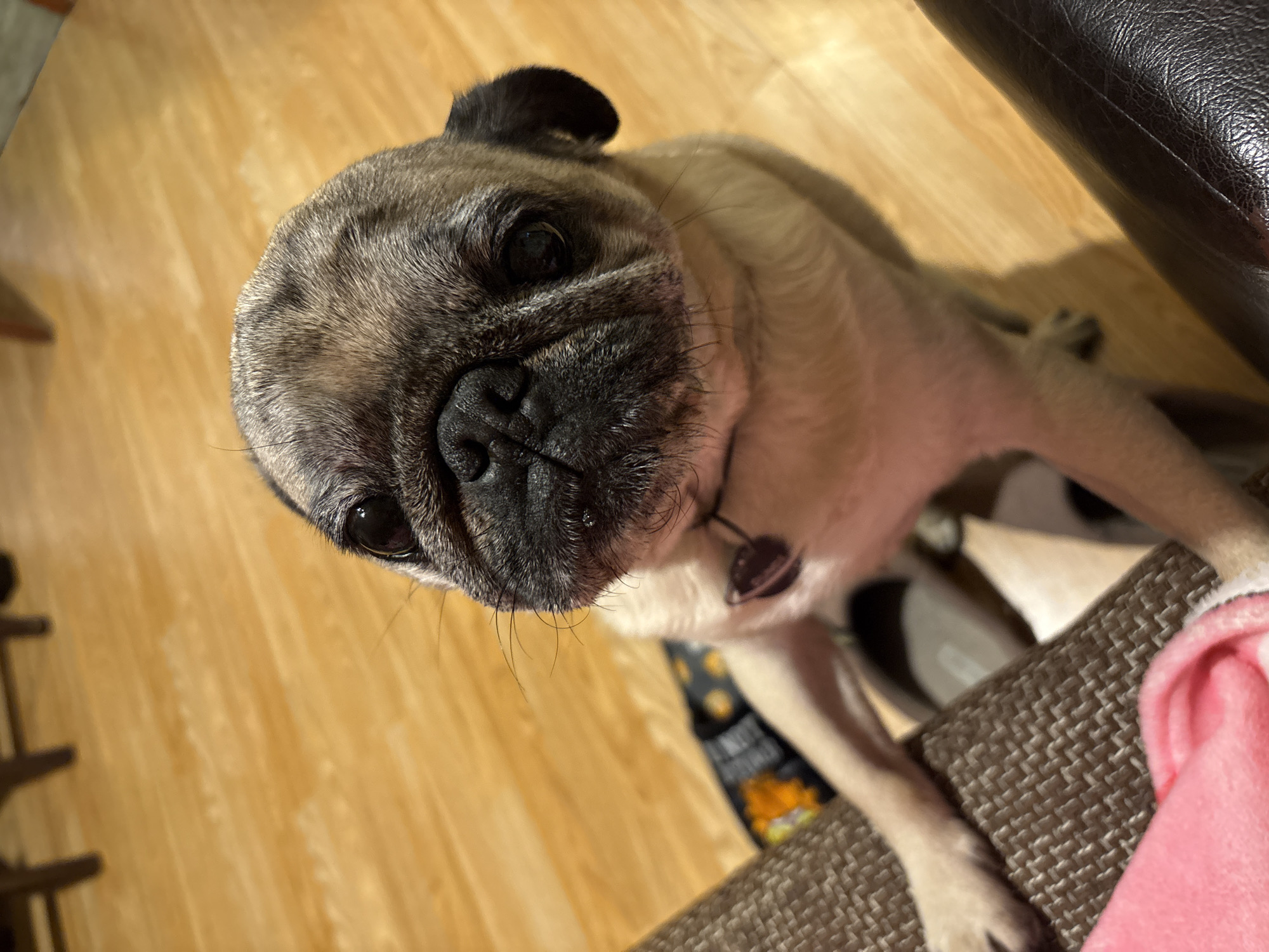 A close-up, high-angle shot of a pug. The dog has a fawn-colored coat with a black mask around its eyes and muzzle. It's wearing a collar with a tag. The dog is standing on a woven chair with a pink blanket. A wooden floor is partially visible in the background. Also visible is a dark couch and a bag of food. The location is indoors.