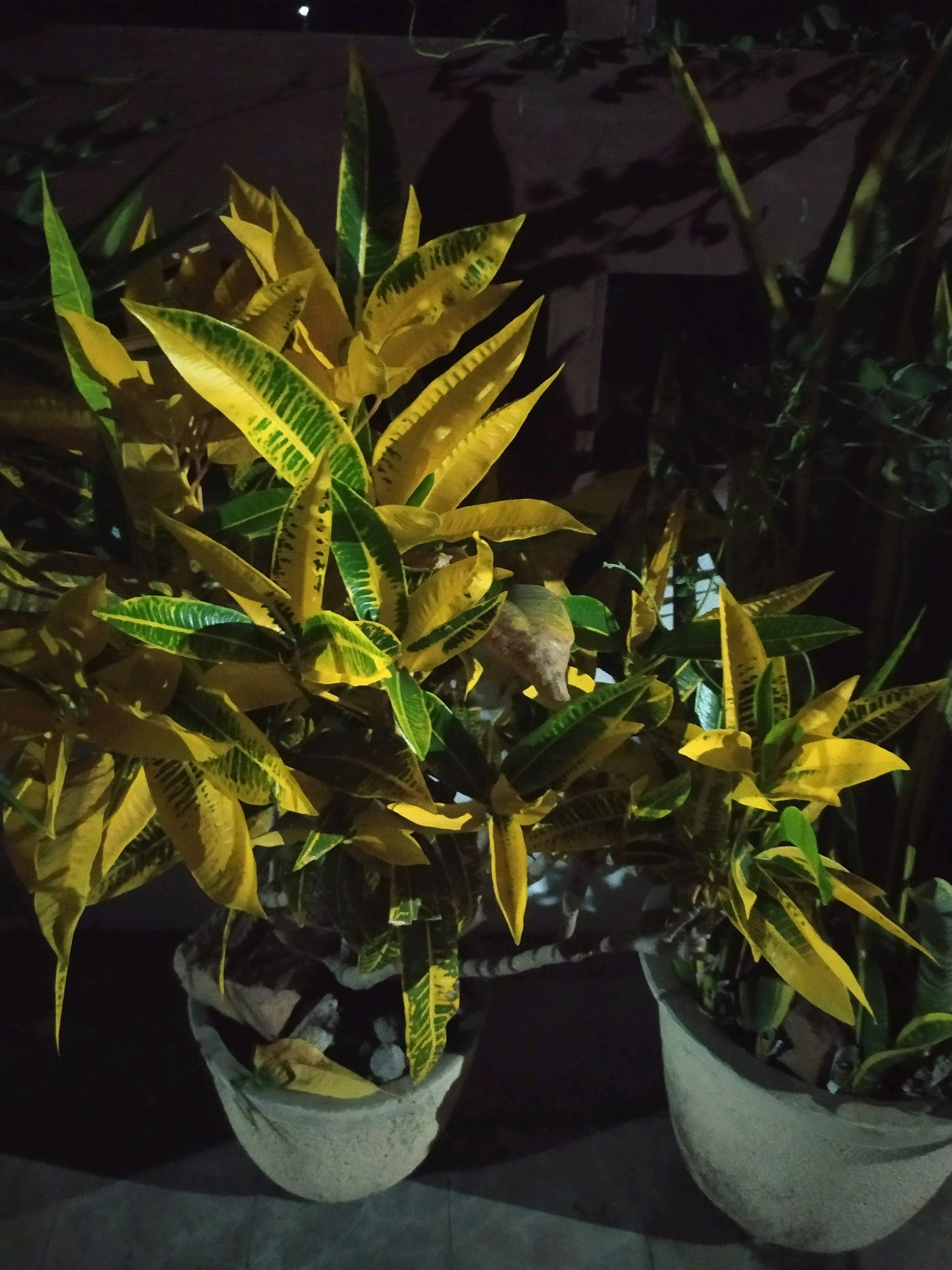 A close-up, eye-level shot captures a vibrant croton plant with large, elongated leaves displaying a striking pattern of bright yellow and deep green. The plant is situated in two concrete planters, one partially visible on the right and another more prominent on the left. The planter on the left contains what appears to be stones or pebbles scattered around the base of the plant. The background is dark, suggesting it is nighttime, with shadows cast by unseen objects, possibly from overhead structures or other plants. The overall lighting is dim, with the yellow of the croton leaves being the most illuminated feature. The scene is set on a paved surface, indicative of an outdoor urban environment. The location is identified as Glagahwangi, Indonesia.