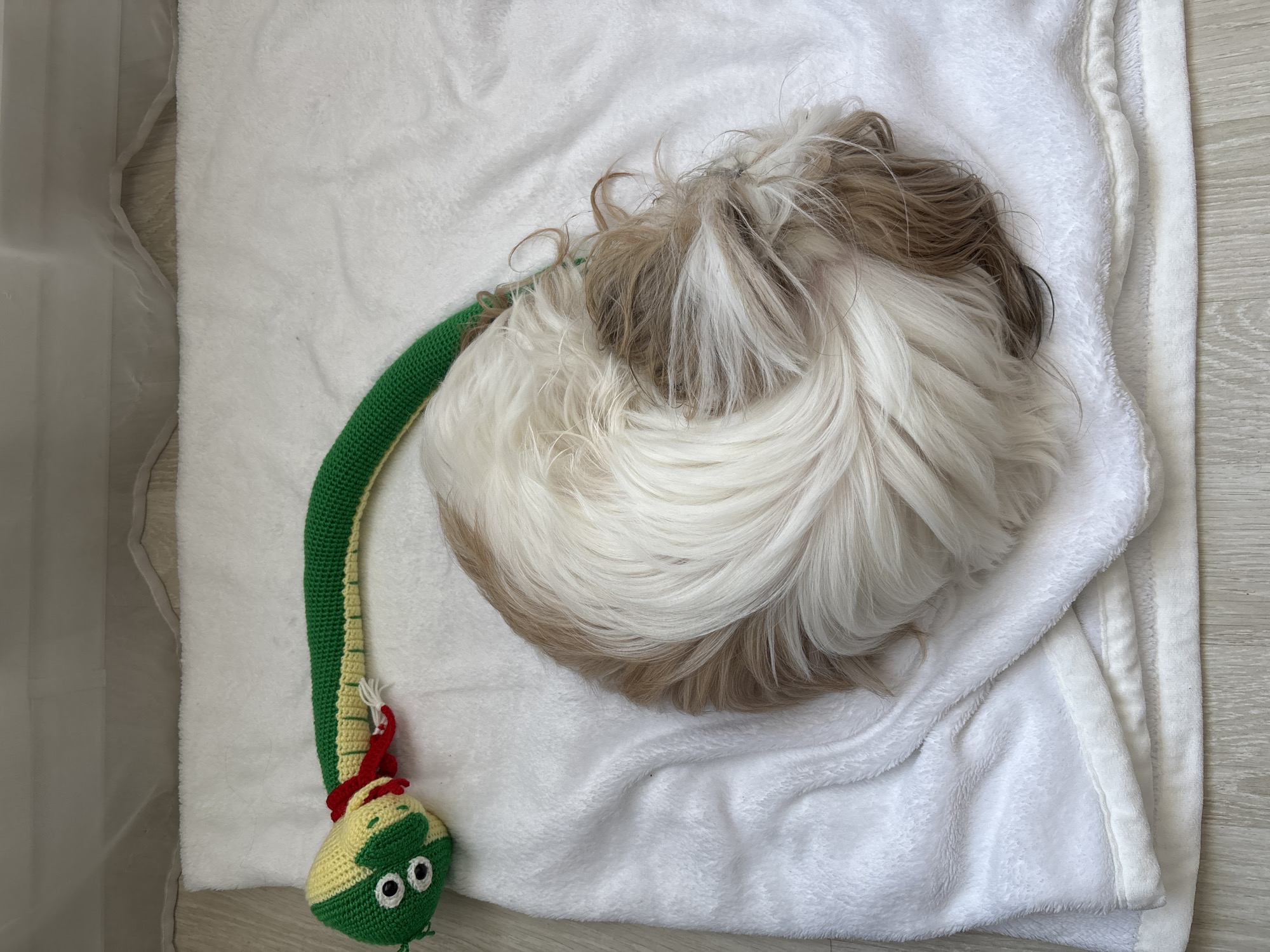 A high-angle, full shot depicts a light-brown and white long-haired dog curled up on a white fleece blanket. Adjacent to the dog is a crocheted green and yellow snake toy with red accents near the head. The blanket appears to be lying on a light-colored wooden surface. A portion of what seems to be a translucent plastic container is visible on the left edge of the frame. There is no information to conclude that the location is in the city of Izhevsk, Russia.