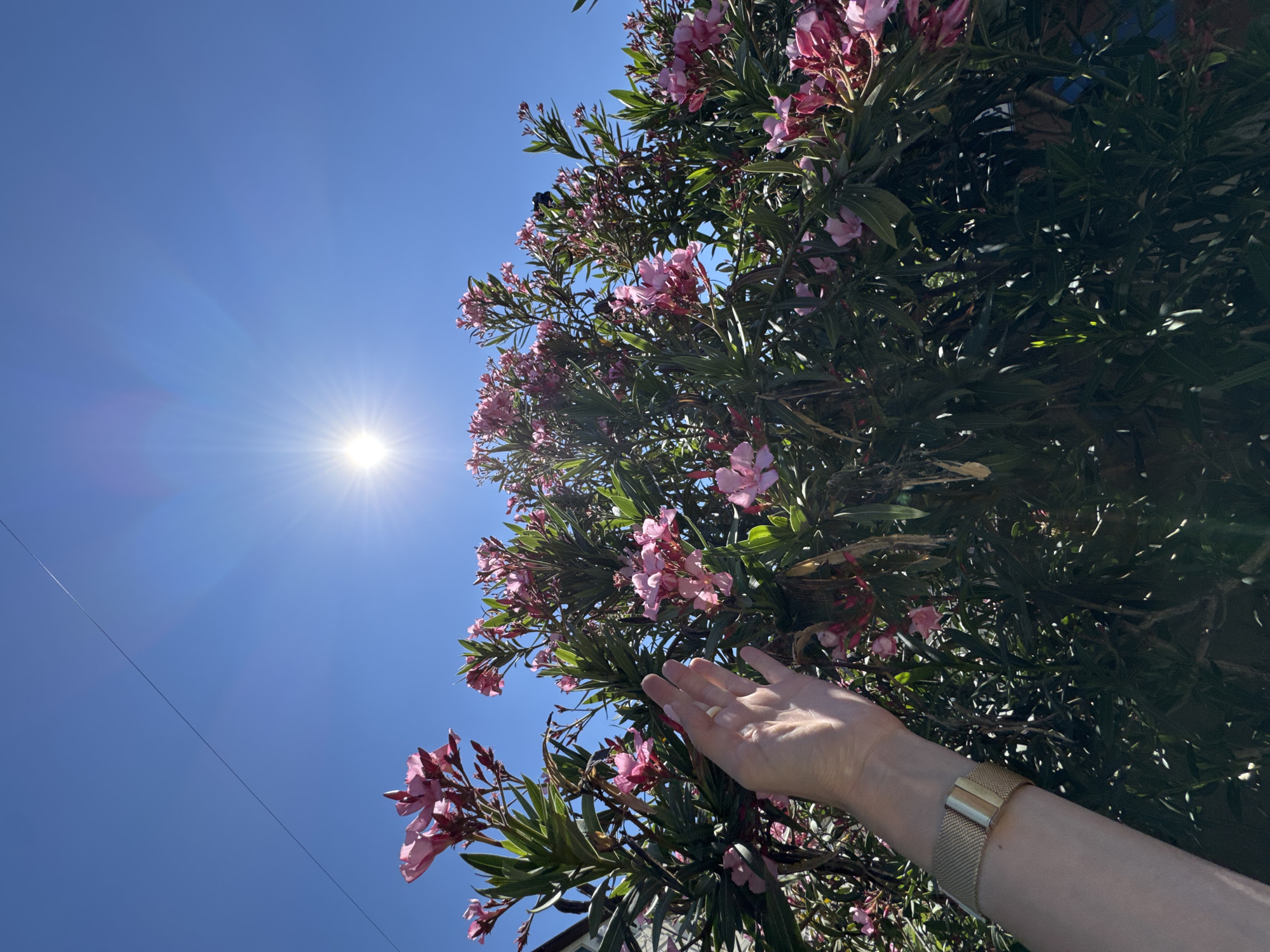 A low-angle shot captures a person's left hand with a gold wristwatch reaching towards a bush of blooming pink oleander flowers under a bright, sunny blue sky. The sun, located near the top center of the frame, is emitting strong rays, creating lens flare. A thin wire runs diagonally across the sky. The scene appears to be outdoors, possibly in a residential area, given the glimpse of a building structure on the far left. The foliage is dense and green, with numerous clusters of pink flowers in various stages of bloom. The overall impression is one of a warm, clear day, with the hand interacting gently with the natural elements of the environment.