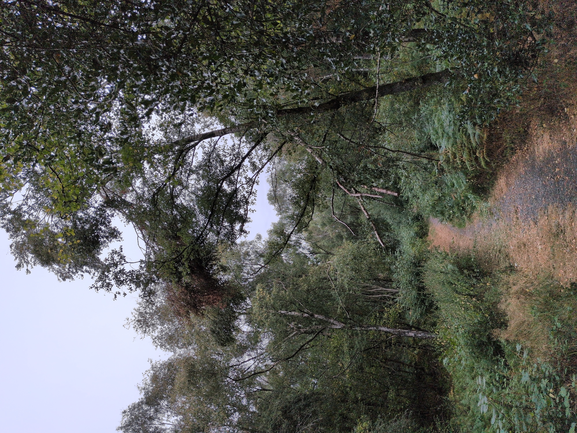 A dirt path winds through a dense, overgrown woodland. The path is mostly clear of foliage, with some loose gravel and fallen leaves scattered across it. The trees are a mix of deciduous and evergreen, with a variety of leaf shapes and sizes. Some of the trees appear to be quite old, with thick, gnarled branches. The undergrowth is thick with ferns, bushes, and tall grasses. The sky is overcast, creating a muted light throughout the scene. The overall impression is one of a wild, untamed natural environment.