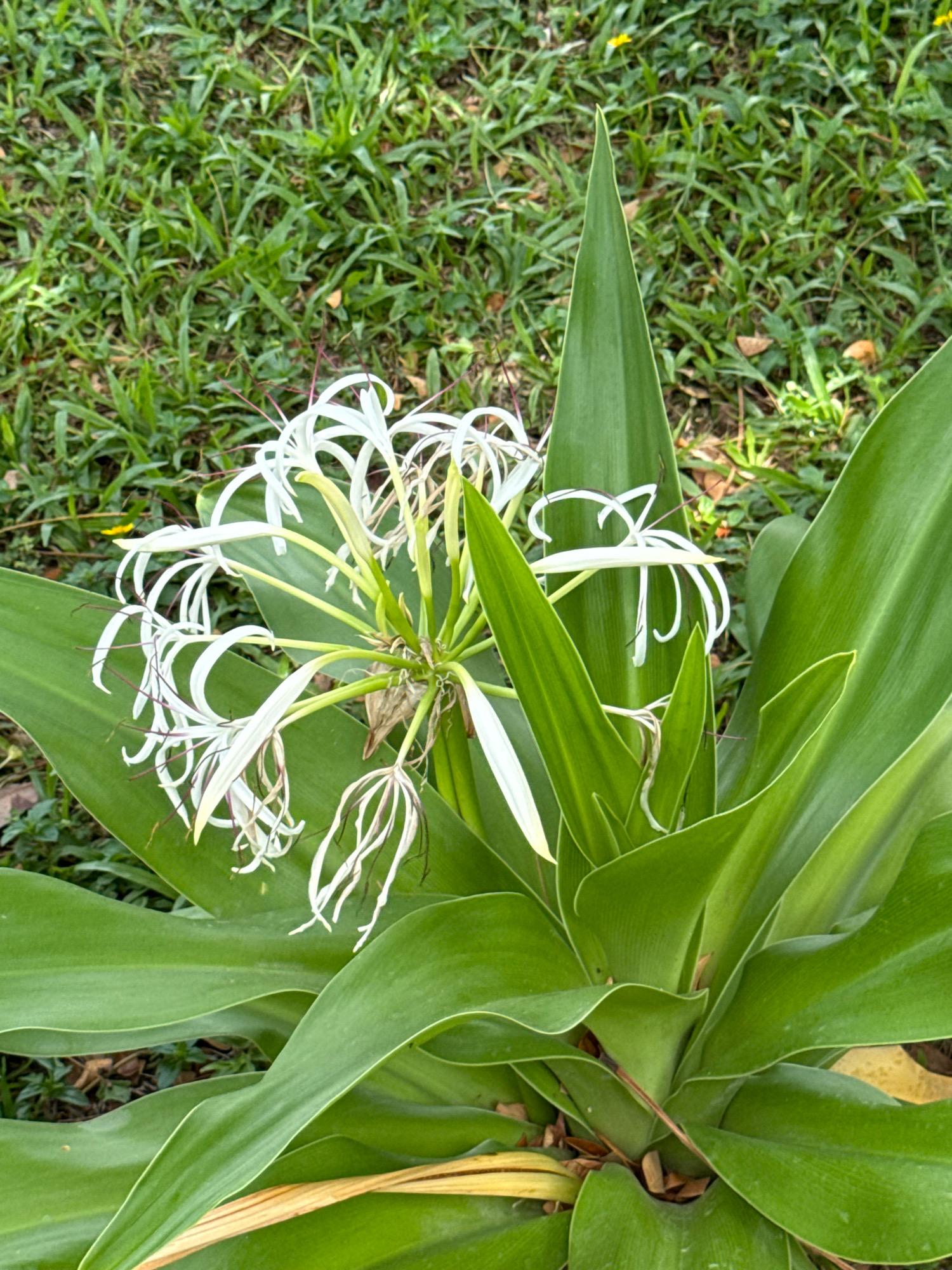 A close-up, high-angle shot shows a white spider lily flower in full bloom, set against a backdrop of green grass. The flower's delicate, white petals curve outwards, with thin, thread-like stamens extending from its center. The bloom is nestled within the plant's large, broad green leaves, which are glossy and have a central crease. The surrounding grass appears short and well-maintained, with some fallen leaves scattered amongst it. The lighting suggests it is daytime, with soft shadows indicating natural light. The image appears to be taken in an outdoor setting, possibly a garden or park. The context provided by the prompt suggests this scene is located in Nha Trang, Vietnam.