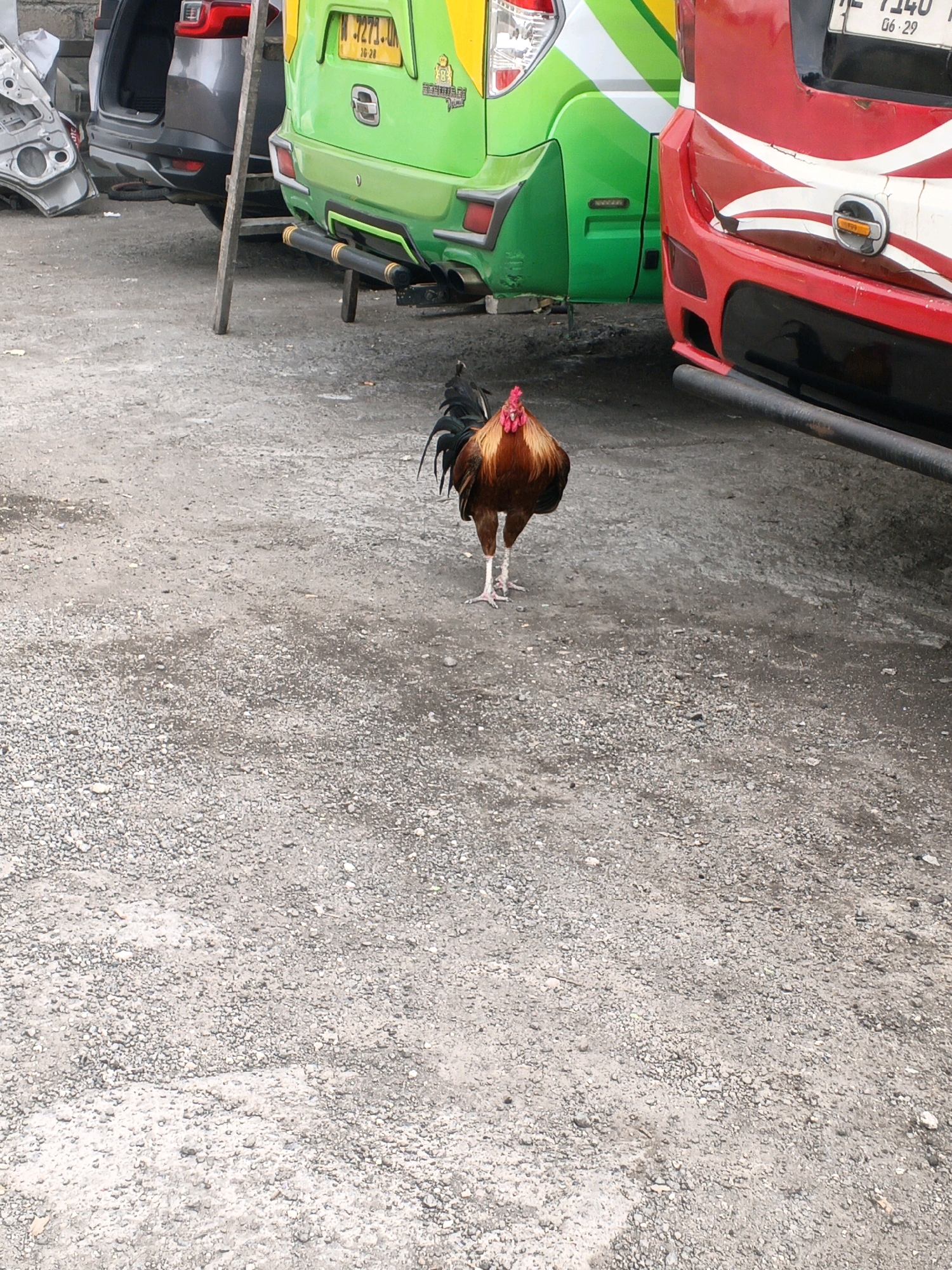 In Denpasar, Indonesia, a rooster stands on a gravelly surface between two vehicles. To the left, a gray SUV has its rear hatch open, and part of a silver car door is visible. To the right, the rear of a green bus is parked, displaying a yellow license plate. Further to the right is the rear of a red vehicle with white stripes. The rooster, facing the camera, has brown and black feathers and a red comb. The scene appears to be an outdoor parking area or roadside location.