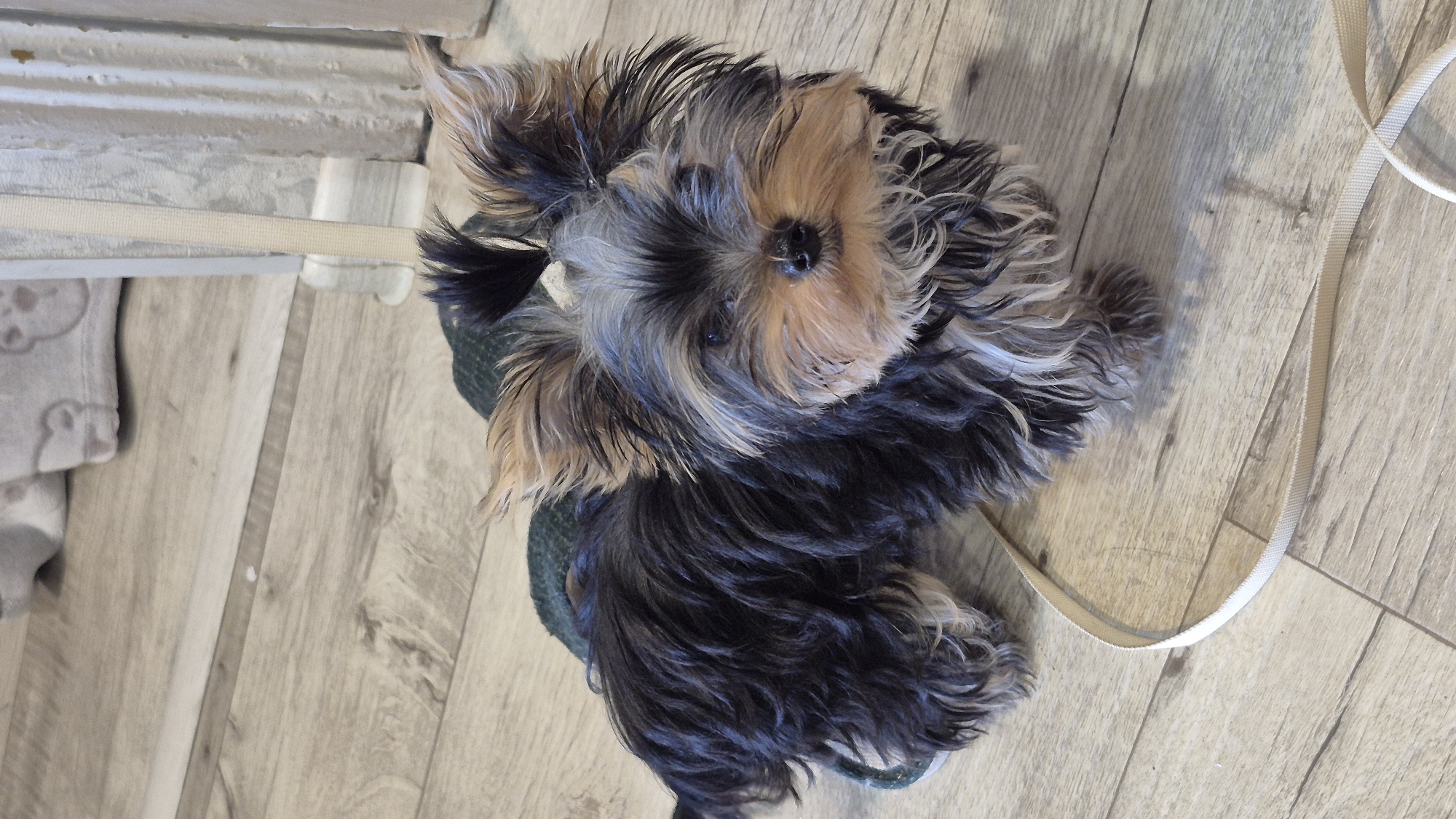 A Yorkshire Terrier puppy stands on a light-colored laminate floor. The puppy has dark fur on its back and tail, with tan and gray markings on its face and chest. It is wearing a dark green harness. A beige ribbon is visible on the floor, extending from the lower left of the frame towards the center. The background shows a wall with vertical white trim and a section of a light-colored blanket with a teddy bear pattern. The overall scene suggests an indoor setting, possibly a home, with no specific indicators of the city of Homyel, Belarus.