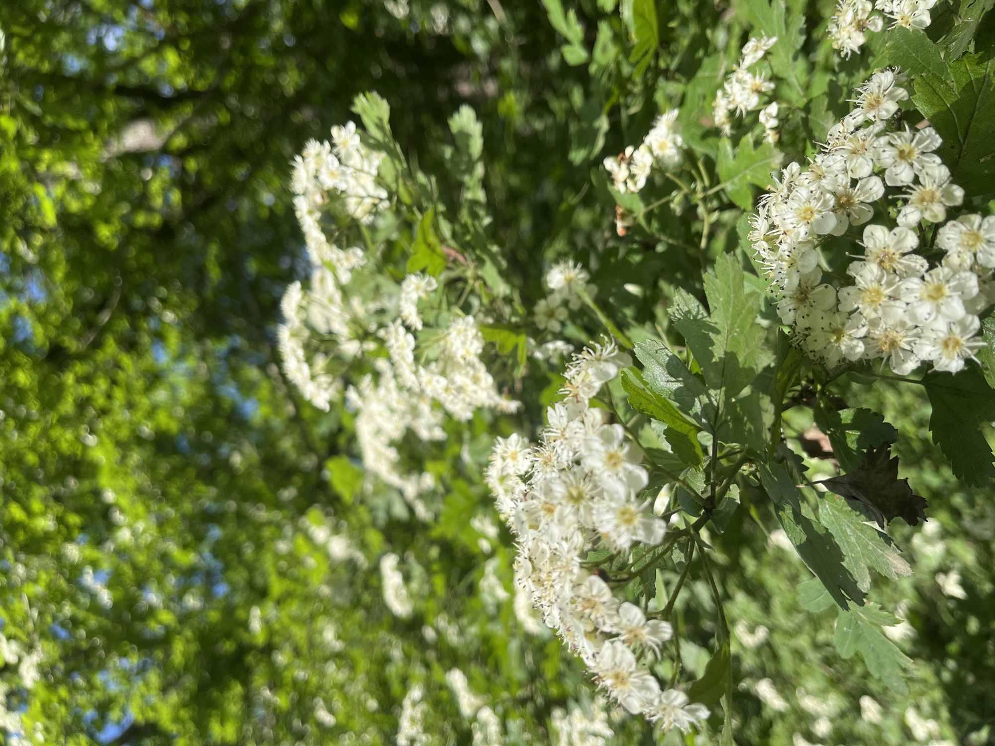 The image shows a close-up view of a flowering tree branch. The blossoms are small and white, clustered together in bunches. The leaves are green and lobed. The background is a blur of green foliage and sky. Based on the location (Saratovskaya, Russia), the tree might be a hawthorn.