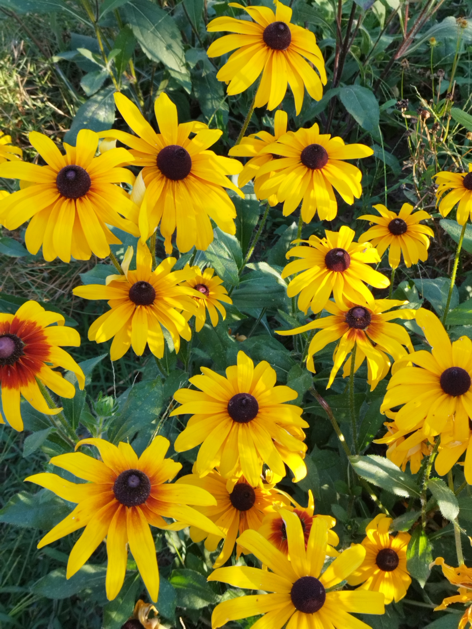 The image shows a close-up view of a patch of Black-eyed Susans (Rudbeckia hirta) in bloom. The flowers have bright yellow ray florets and dark brown to black central cones. Some of the flowers exhibit a subtle gradient of color on their petals, transitioning from yellow at the tips to a reddish-brown near the center. The plants are surrounded by green foliage and a dark, out-of-focus background, suggesting an outdoor setting. The lighting indicates a sunny day, with shadows cast on some of the leaves and petals. The image does not contain any people or buildings, and therefore cannot be definitively placed within Bucharest, Romania, or any other specific urban location. The scene is a naturalistic display of wildflowers.
