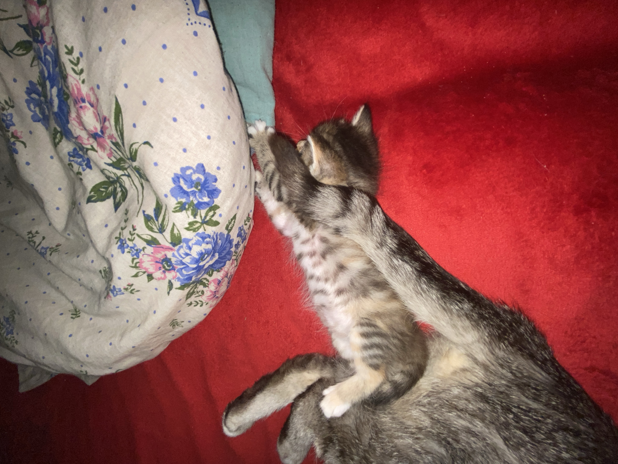 The image shows a close-up of two cats on a red surface, possibly a blanket or bedspread. The larger cat, with tabby markings, is lying on its back, and its paws are resting on a smaller kitten. The kitten, also a tabby, is curled up on top of the larger cat, with its head tucked under its paws. A floral patterned fabric is visible in the upper right portion of the image. The scene appears to be indoors. There is no information in the image to suggest a location in Nova Praha, Ukraine.