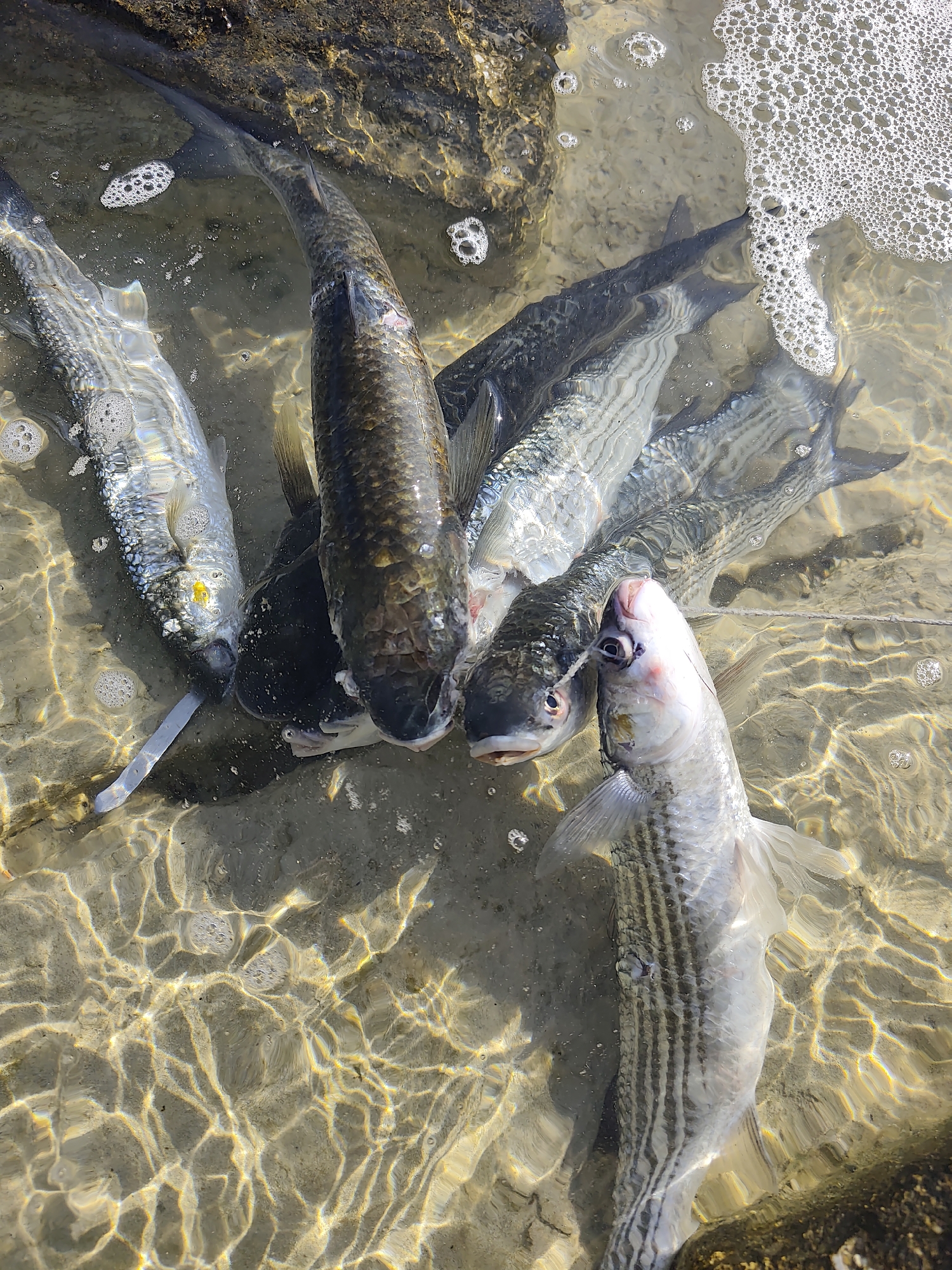 A group of dead fish lie partially submerged in shallow, clear water on a sandy bottom near rocks. The fish are of various sizes and colors, with some displaying distinct stripes. The water surface is disturbed by ripples and bubbles. The scene is illuminated by sunlight, casting dappled patterns on the submerged environment. The location is identified as Saiyn, Kazakhstan.