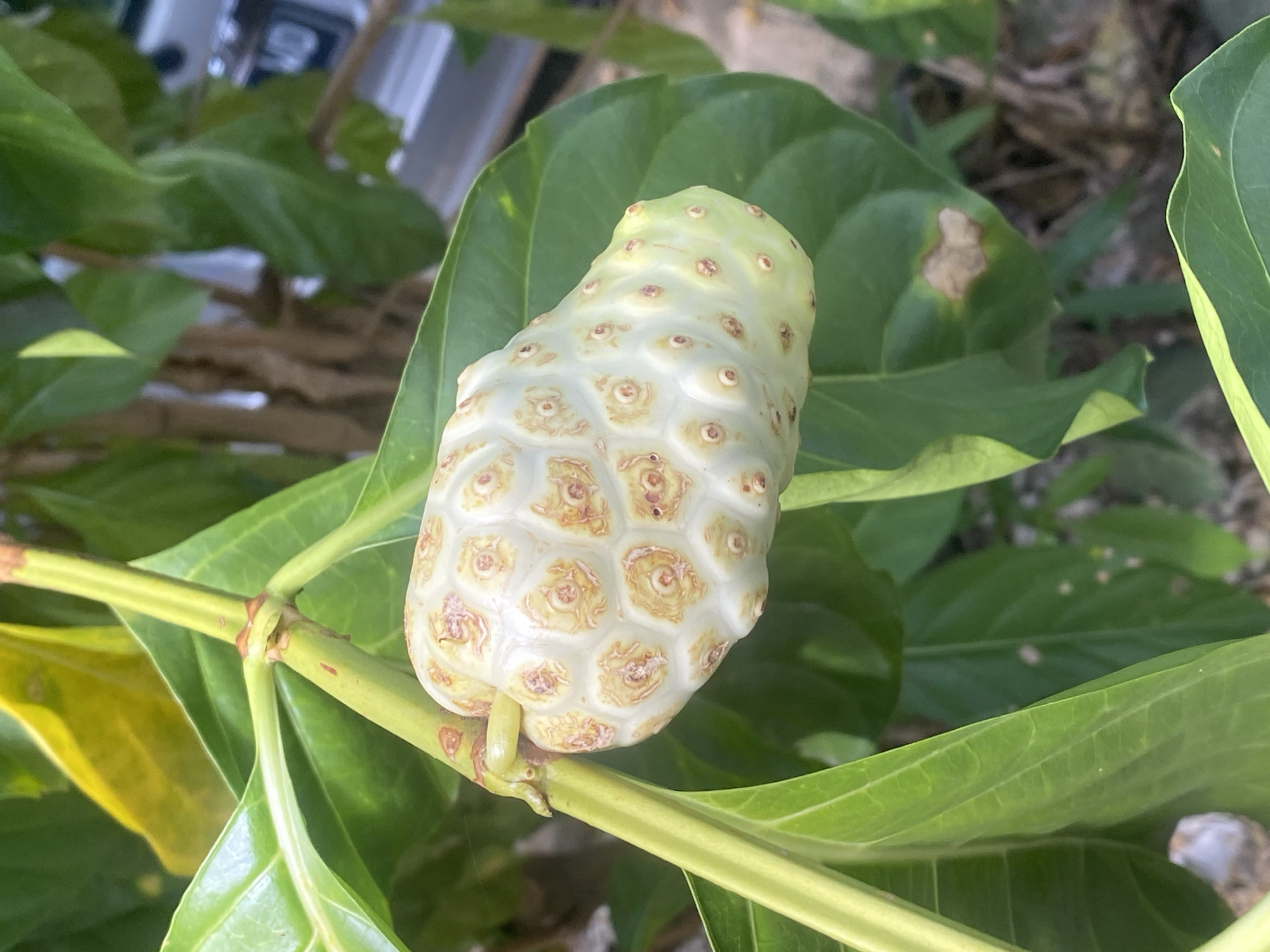 The image shows a close-up of a ripe noni fruit (Morinda citrifolia) hanging from a tree branch. The fruit is oval-shaped and pale green to white, with a bumpy texture and distinct hexagonal patterns on its surface. The stem of the fruit is visible, connecting it to a thicker, green branch. Large, dark green leaves surround the fruit, with some yellowing leaves also present. The background is blurred, showing hints of vegetation and what appears to be a structure or vehicle in the distance. The image was taken outdoors in natural light. It is not possible to determine the specific location within Banjarbaru, Indonesia, from this image alone.
