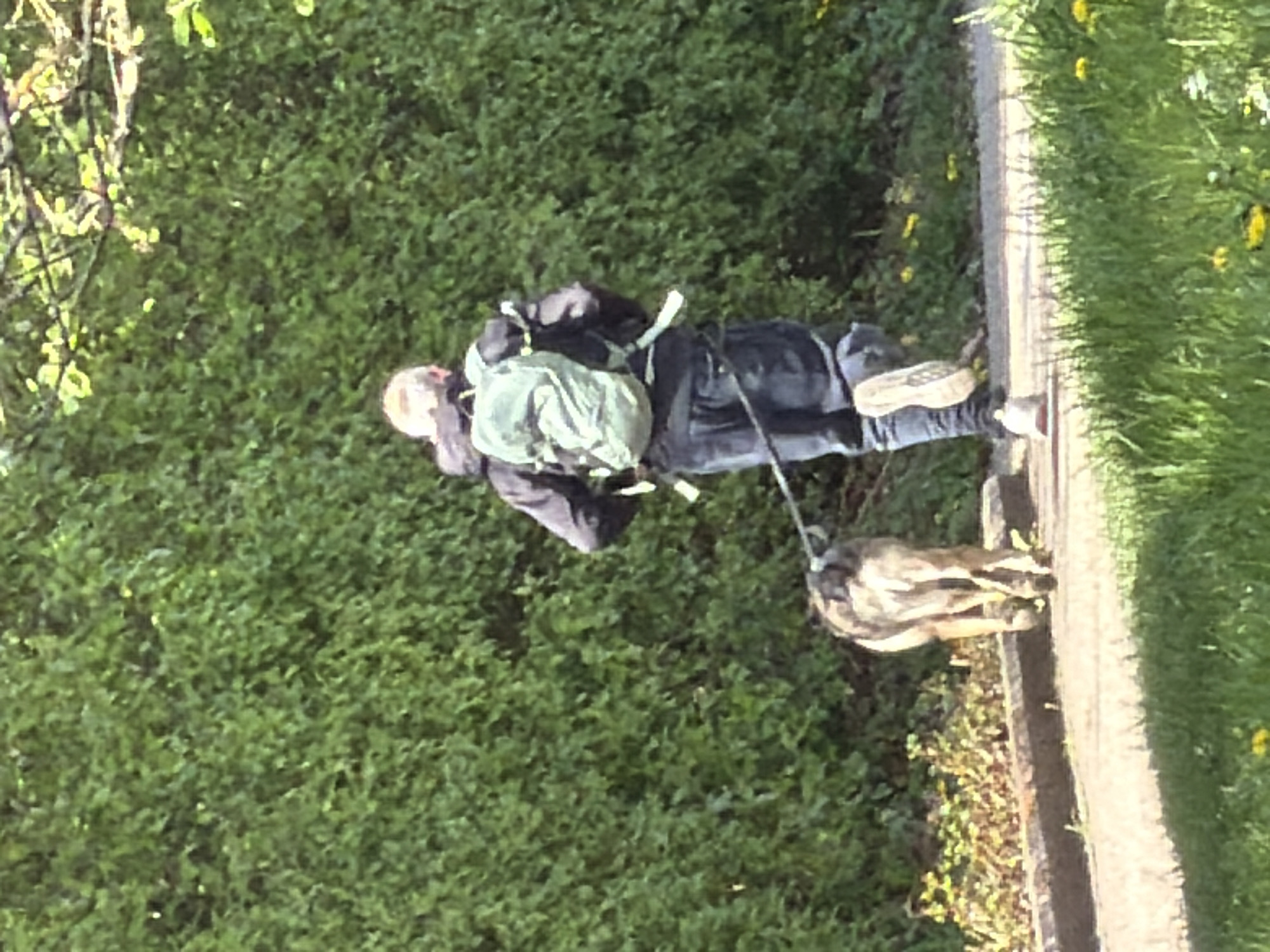 A person, presumably male, is walking a dog on a leash along a concrete path bordering a hedge. The person is wearing dark pants, a dark jacket, and a light-colored backpack. They are also wearing light-colored sneakers. The dog is medium-sized with a brown and tan coat. The path is next to a grassy area with dandelions. The hedge is lush and green. The location is likely a park or residential area. While the location is stated to be Esch-sur-Alzette, Luxembourg, this cannot be confirmed from the image alone.