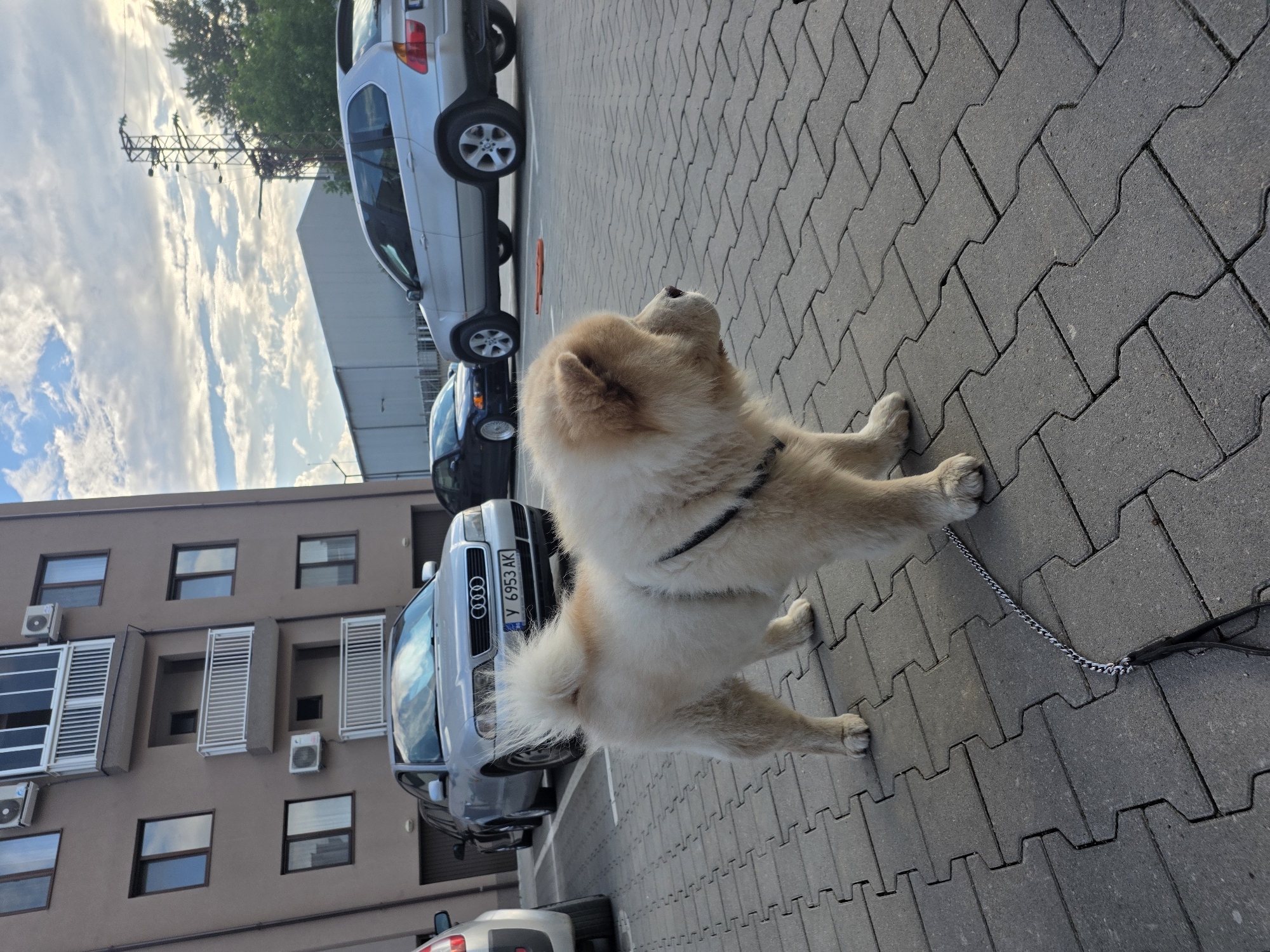A fawn-colored Chow Chow dog, distinguished by its fluffy coat and curled tail, stands on a grey interlocking paver surface. The dog wears a dark harness and is attached to a metal chain leash. It is looking upwards and slightly to the right, appearing alert and observant.
In the background, several cars are parked on what appears to be a street or parking lot. Immediately behind the dog is a silver Audi sedan, displaying the Audi rings logo and a Bulgarian license plate that reads "Y 6953 AK". Further right, a silver BMW SUV is also parked. A dark-colored car is partially visible between the Audi and BMW, and another car is slightly visible in the lower left.
To the left, a multi-story building constructed of light brown material features numerous rectangular windows, some equipped with white louvered shutters. Several external air conditioning units are mounted on its facade.
The upper portion of the image reveals a partly cloudy sky, with patches of blue visible between scattered white clouds. A metallic utility pole or tower structure is faintly visible against the sky in the distance, above the cars.
The scene depicts an urban or suburban setting, likely in Plovdiv, Bulgaria, as indicated by the "Y" prefix on the Audi's license plate. The bright yet warm lighting suggests the time of day is late afternoon or early evening, under partly cloudy weather conditions.