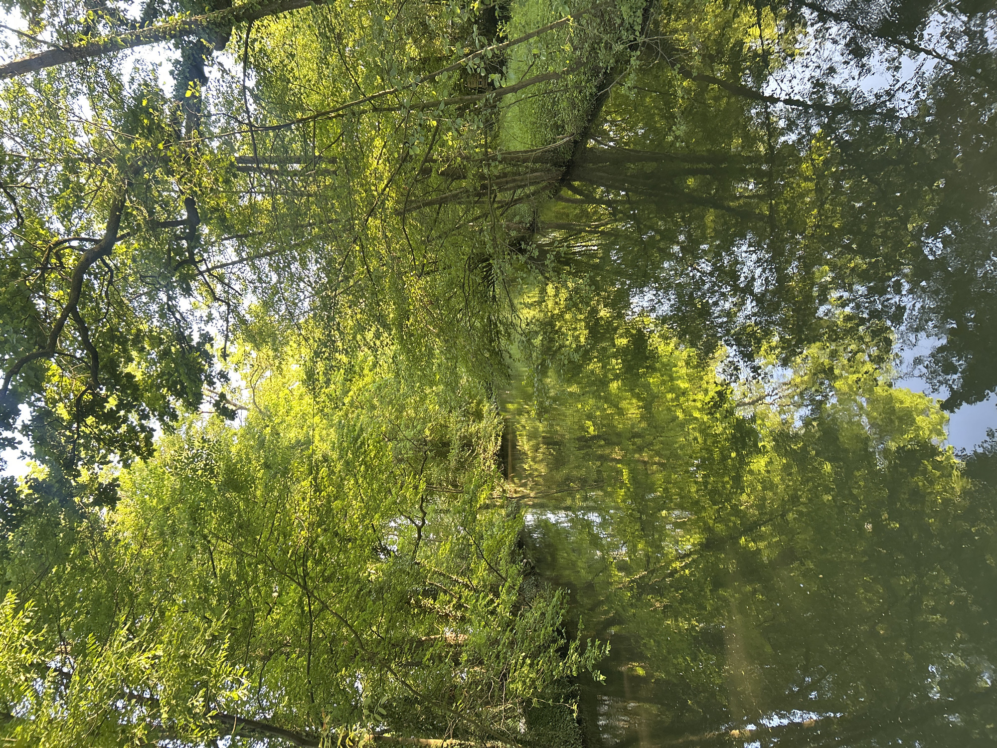 The image shows a view of a canal or waterway in Strasbourg, France. Trees with bright green leaves line both sides of the water, creating a tunnel-like effect. The water reflects the trees, blurring the distinction between the real foliage and its reflection. The sky is partially visible through gaps in the trees. The lighting suggests it is daytime with sunlight filtering through the leaves.