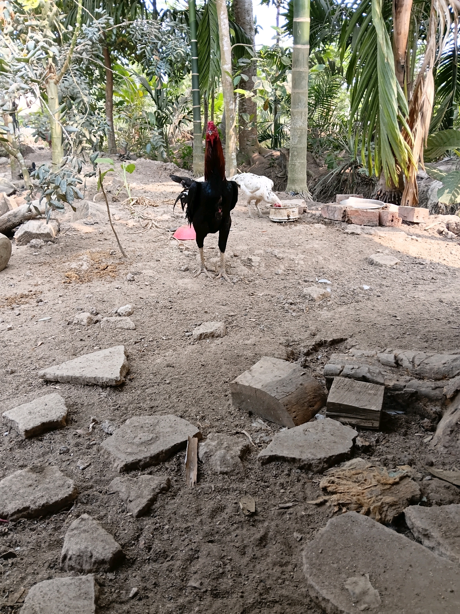 In Margo Rukun, Indonesia, a rooster stands prominently in the center of a dirt yard, its black and red plumage vibrant against the muted tones of its surroundings. Behind it, a white hen pecks at food from a metal container, nestled amongst a pile of bricks. The yard is littered with various debris, including scattered rocks and pieces of wood, suggesting a rural or semi-developed environment. Lush green vegetation, including tall palm trees and other foliage, forms a dense backdrop, indicating the presence of a tropical climate. The scene appears to be an outdoor domestic space, likely a farm or a yard where poultry is kept.