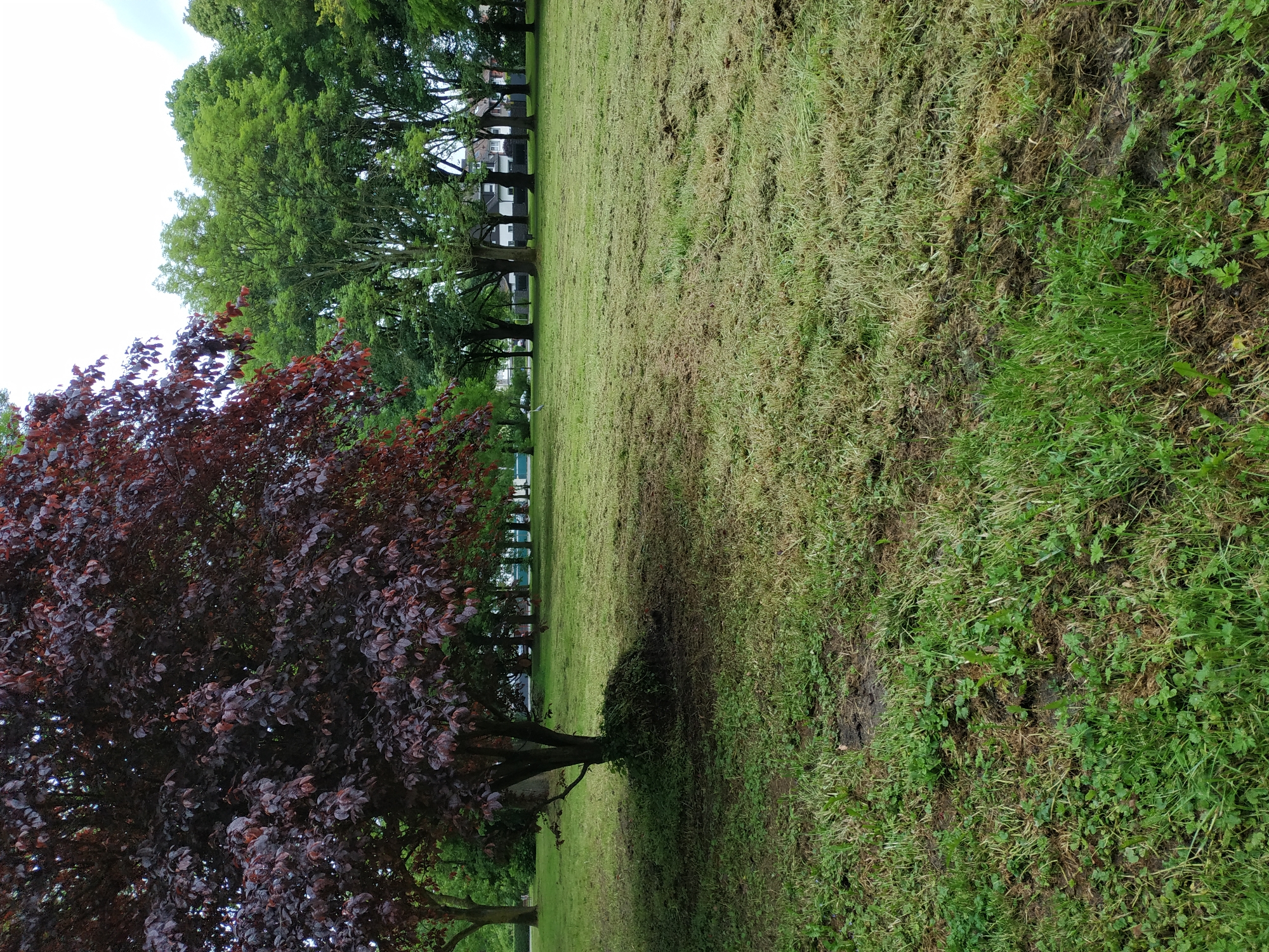 The image shows a park in Dortmund, Germany. A recently mowed section of grass is visible alongside an unmowed section. A tree with reddish-purple leaves is on the left side of the frame. Further into the scene, there is a row of trees lining a path or road, behind which are buildings. The sky is overcast.