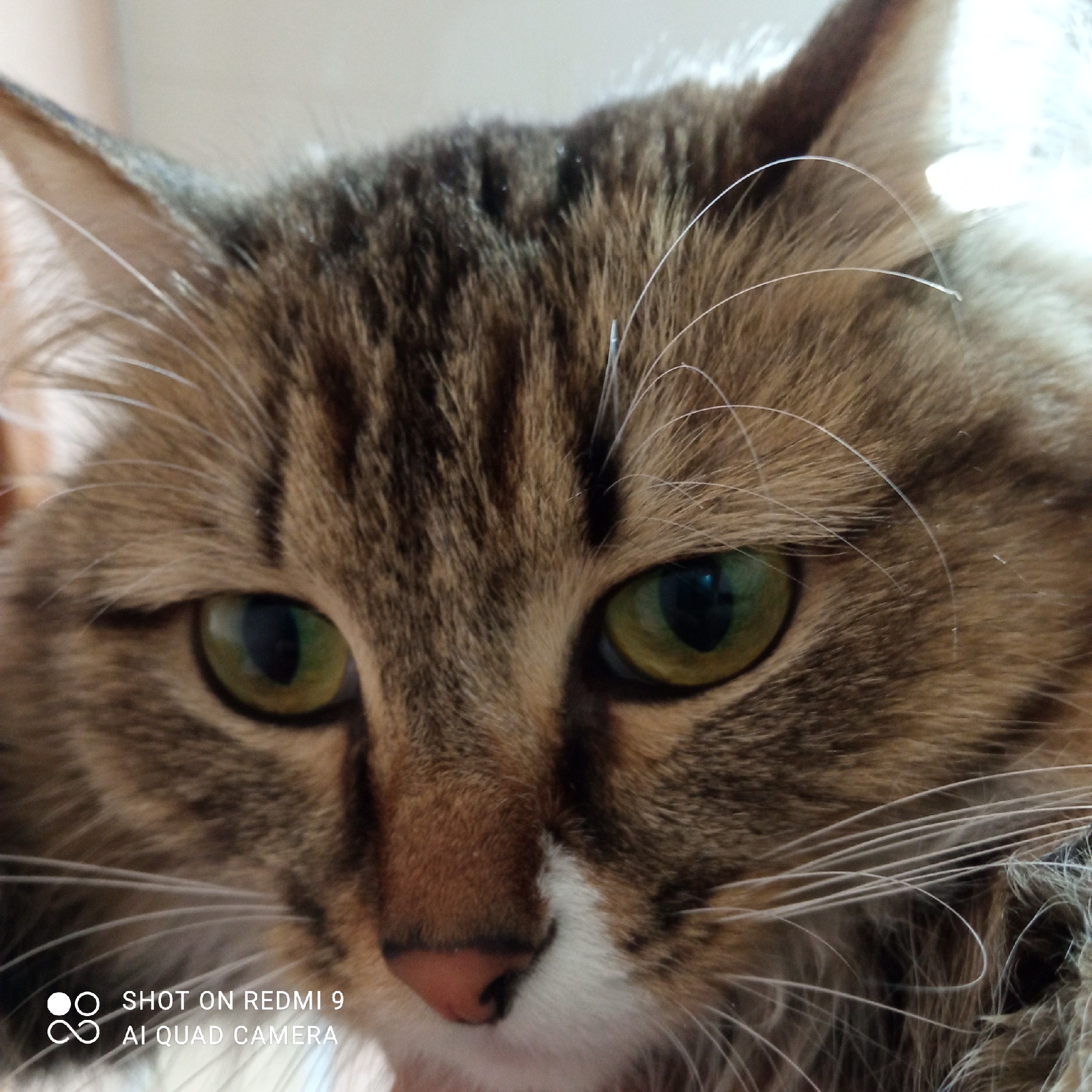 A close-up shot of a tabby cat's face. The cat has green eyes and a pink nose with white fur surrounding it. Its fur is a mix of brown and grey with striped markings on its forehead. The cat has long white whiskers. The image was taken in Chaikovsky, Russia based on image metadata (not visible).