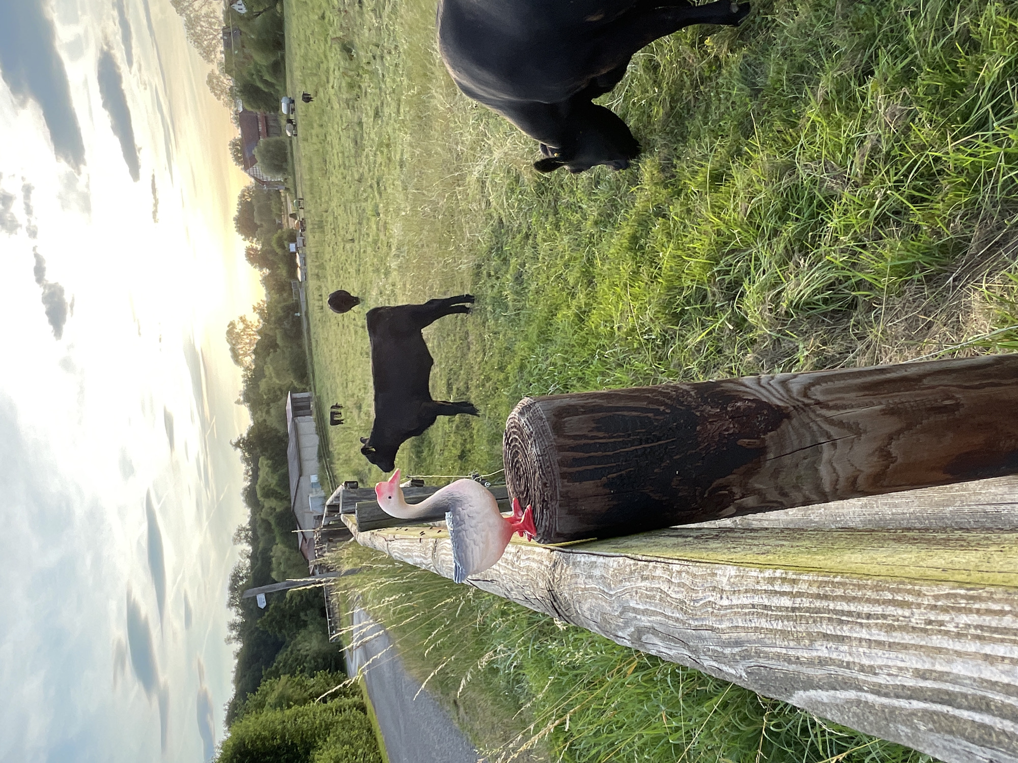This is a media file taken in Rückershausen, Germany. The primary subjects are two black cows grazing in a grassy field. One cow is in the foreground, with its hindquarters and tail visible, and it appears to be facing away from the camera. The other cow is further in the background, partially obscured by the fence, and is also grazing.
In the foreground, a decorative garden statue of a pink and white flamingo with red legs is perched on a rustic wooden fence. The fence is made of weathered logs and appears to be separating the pasture from a road or path. Behind the fence, the ground is covered with tall green grass and some dried stalks.
The scene is set in a rural environment, likely a farm or pasture, with trees and some buildings visible in the distance. The sky is bright with scattered clouds, and the low angle of the sun suggests it is either early morning or late afternoon, casting long shadows. The overall impression is one of a peaceful, pastoral landscape. There is no visible text in the image.