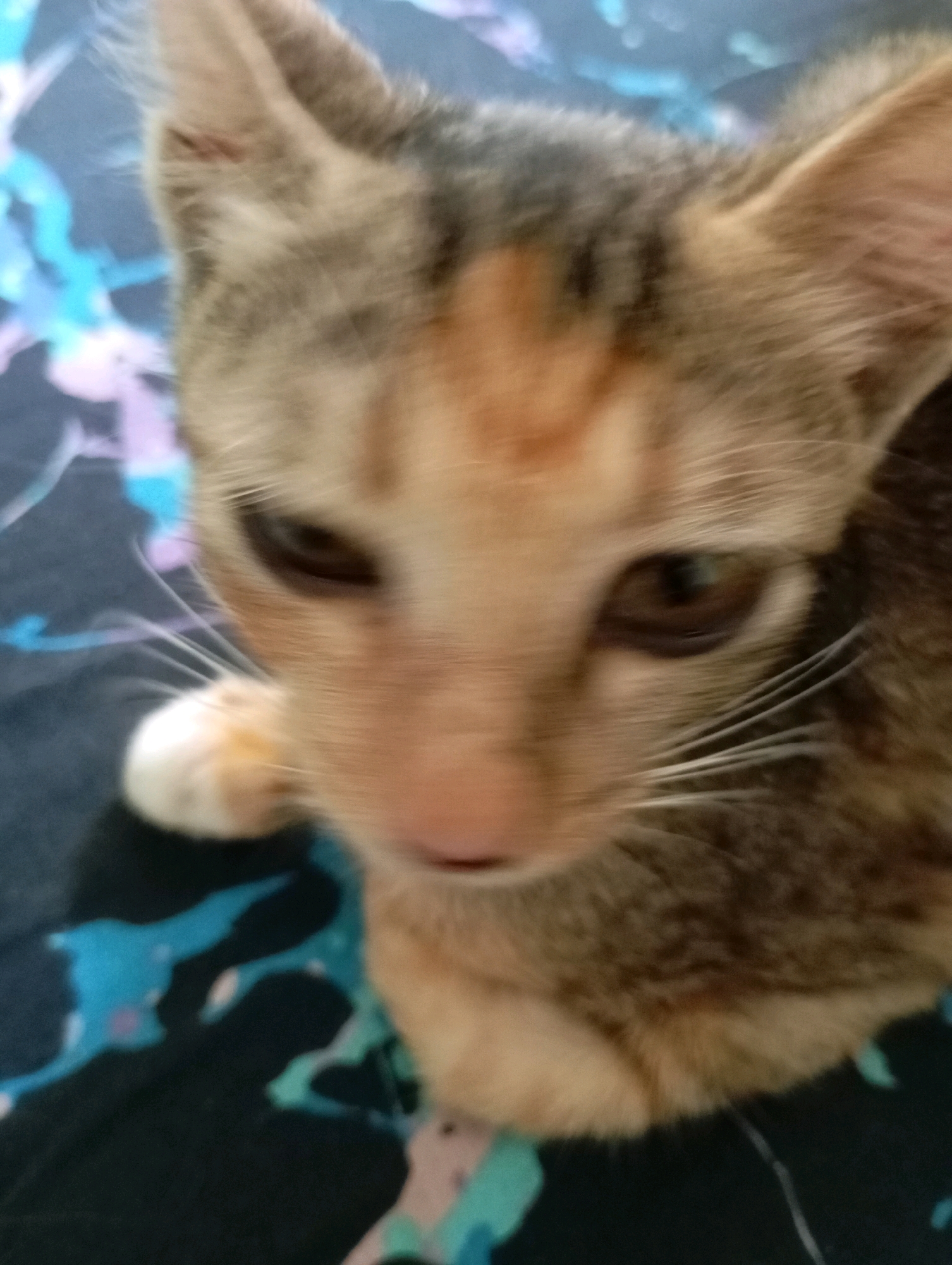 The image shows a close-up, blurry shot of a tabby kitten. The kitten's face is mostly visible, with its ears, eyes, nose, and whiskers discernible. The kitten is light brown and grey with darker tabby markings. It appears to be looking directly at the camera. The background is a dark fabric with a colorful, abstract pattern, featuring blues, purples, and whites. The lighting is dim, and the focus is soft, suggesting the photo was taken indoors in low light conditions. There is no visible indication of the location being in Balikpapan, Indonesia; the image focuses solely on the animal and its immediate surroundings.