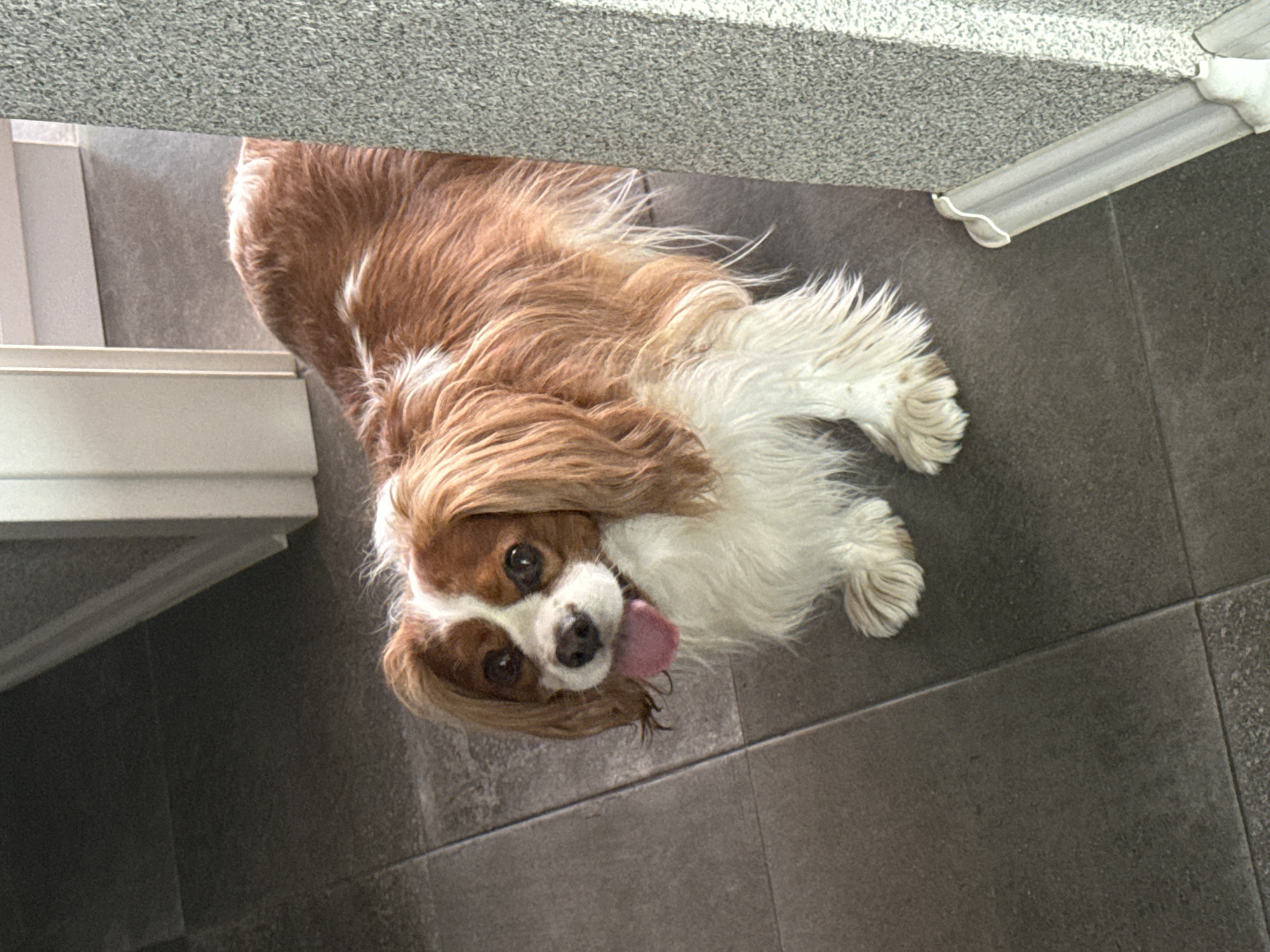 The image displays a Blenheim Cavalier King Charles Spaniel, distinguished by its reddish-brown and white fur, standing in an indoor setting. The dog is positioned in the foreground, facing slightly towards the viewer with its head tilted, and its pink tongue is extended. Its dark eyes are directed towards the camera.
The dog is standing on a floor constructed from large, dark grey, unpolished rectangular tiles with visible grout lines. To the left of the dog, a light-colored, possibly white, door frame or wall trim is visible in the mid-ground. On the right side of the frame, a textured, light grey wall or pillar partially obscures the dog's rear body. Attached to the base of this right-hand wall is a white, U-shaped plastic or metal channel, likely a floor trim or cable management cover. The overall lighting is even, characteristic of an interior space.
There are no discernible architectural features, street signs, unique objects, or specific geographical markers within the image that could identify the location as the city of Sofia, Bulgaria, or any other specific city.
