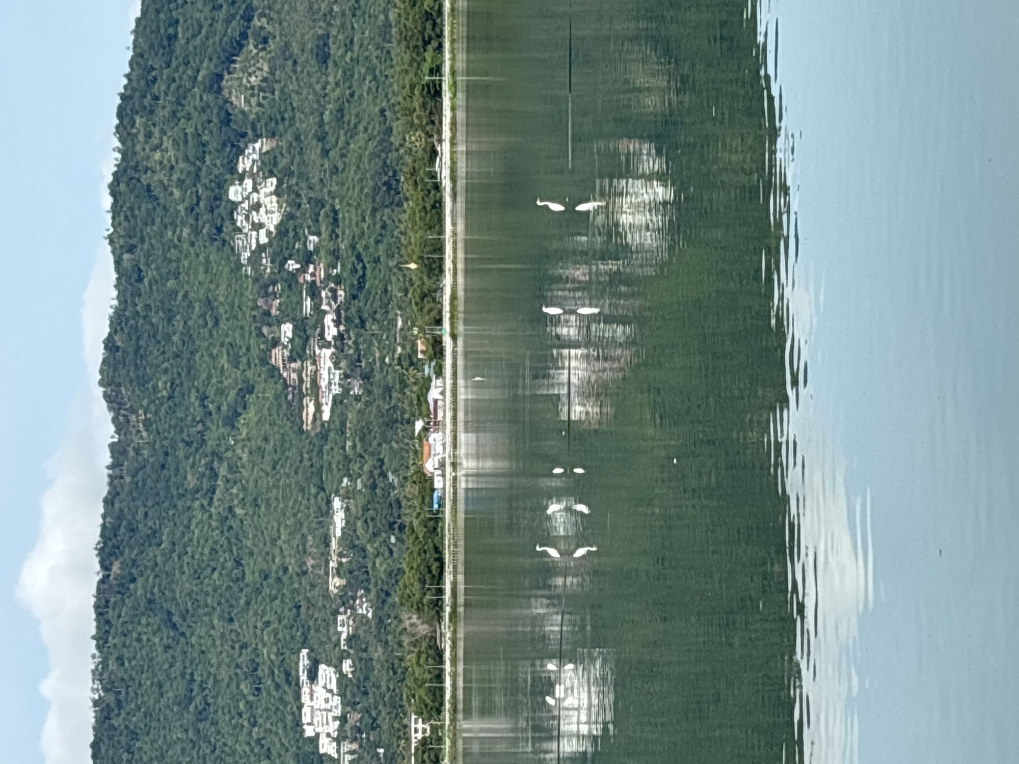 The image shows a tranquil body of water with several white egrets standing in the shallows, their reflections clearly visible on the calm surface. In the background, a lush, green, tree-covered hill rises, dotted with clusters of white buildings. A line of trees separates the water from the base of the hill, and a few structures with red roofs are visible amongst them. The sky above is a pale blue with a few scattered white clouds. The overall scene suggests a peaceful, natural environment with human habitation integrated into the landscape.