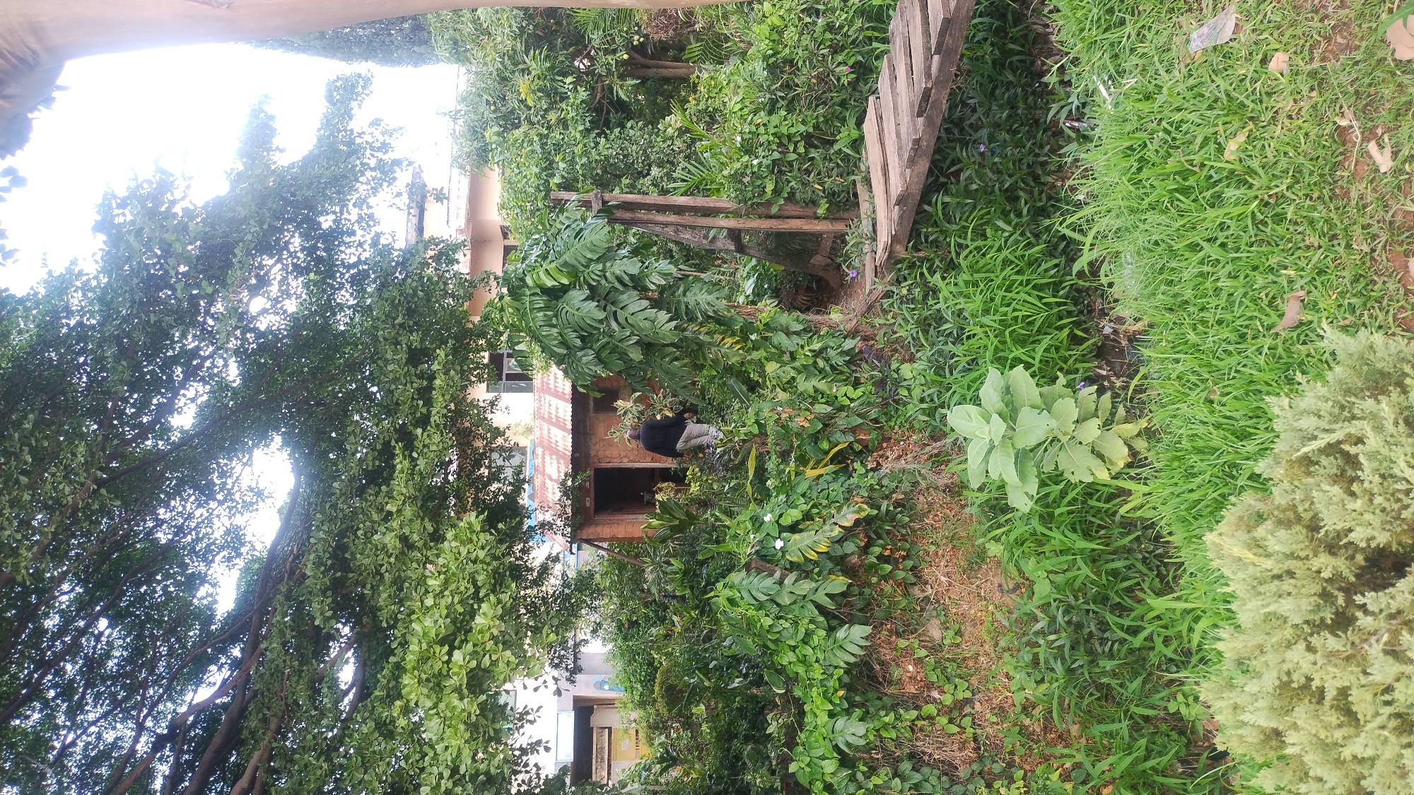 The image captures a vibrant, overgrown outdoor scene, likely a garden or natural area, in Jos, Nigeria. Lush green vegetation dominates the frame, with large trees featuring dense canopies covering the upper left and central portions, casting dappled light.
In the mid-ground, partially visible through the foliage, stands a small, rustic building with a distinctive corrugated iron roof and walls that appear to be made of brick or mud. A person, dressed in a dark top and light trousers, is positioned near the entrance of this building, seemingly engaged in an activity on the ground, possibly gardening or maintenance.
To the right, a simple wooden structure, resembling a small bridge or walkway, is constructed from several planks laid across a narrow ditch or depression in the ground, supported by vertical wooden posts. The ground throughout the scene is covered in a variety of green plants, including tall grasses, shrubs, and other leafy vegetation, indicating a rich and possibly untended ecosystem.
The lighting suggests a bright, sunny daytime, with clear skies visible through gaps in the tree canopy. The overall impression is one of a tranquil, verdant environment where nature and human structures coexist. No visible text is present in the image.