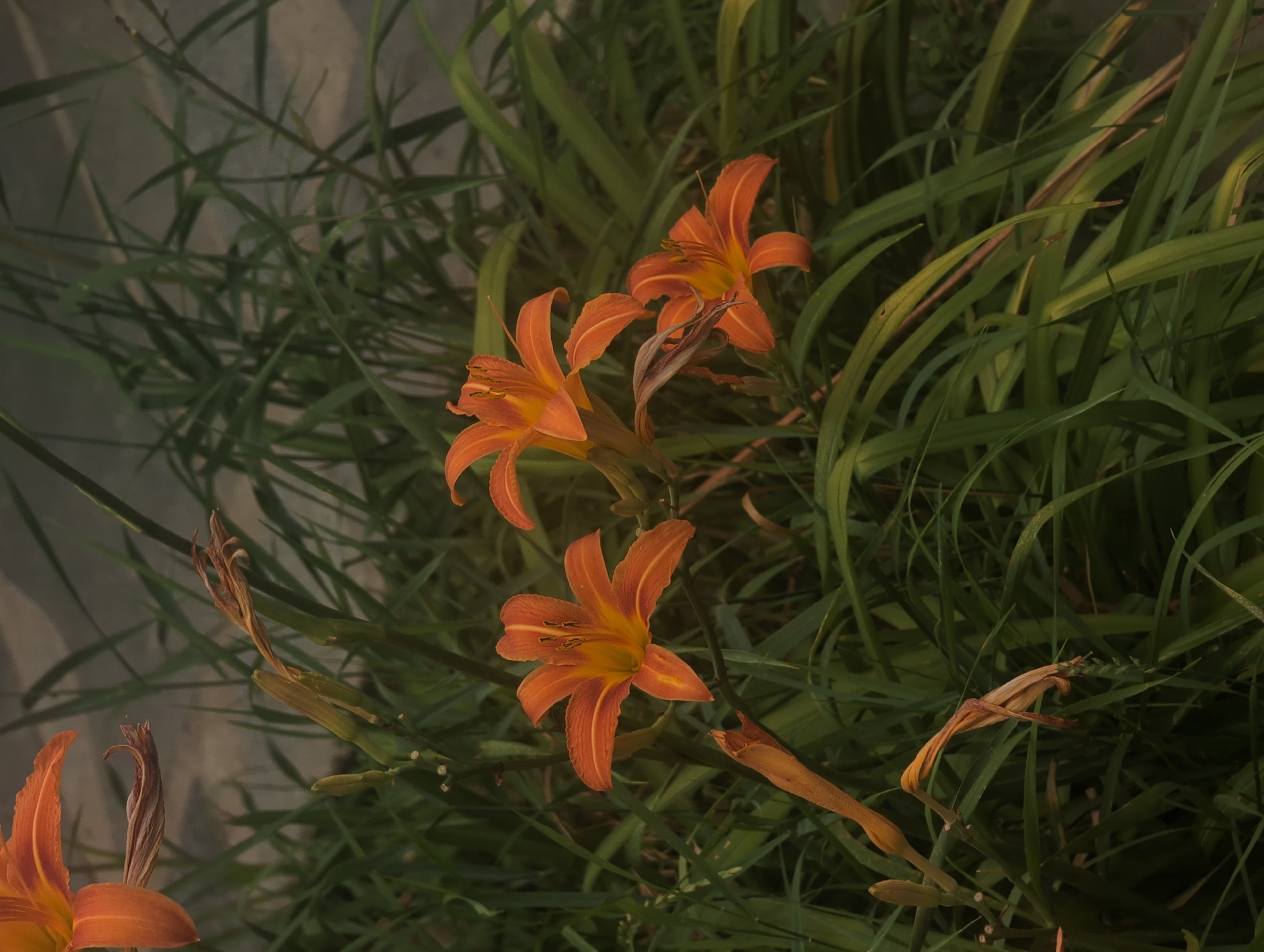The image shows a close-up view of orange daylily flowers amidst lush green foliage. Several flowers are in bloom, displaying their characteristic six petals and prominent stamens. Some wilted or dried flower buds are also visible, suggesting a progression of the flowering season. The background consists of out-of-focus greenery and a textured, grayish surface, possibly a wall or pathway. The lighting is soft, and the overall tone is muted, giving the image a somewhat subdued or melancholic feel. There are no people or animals present in the scene. The image does not provide any information about its location in Perliavka, Ukraine.