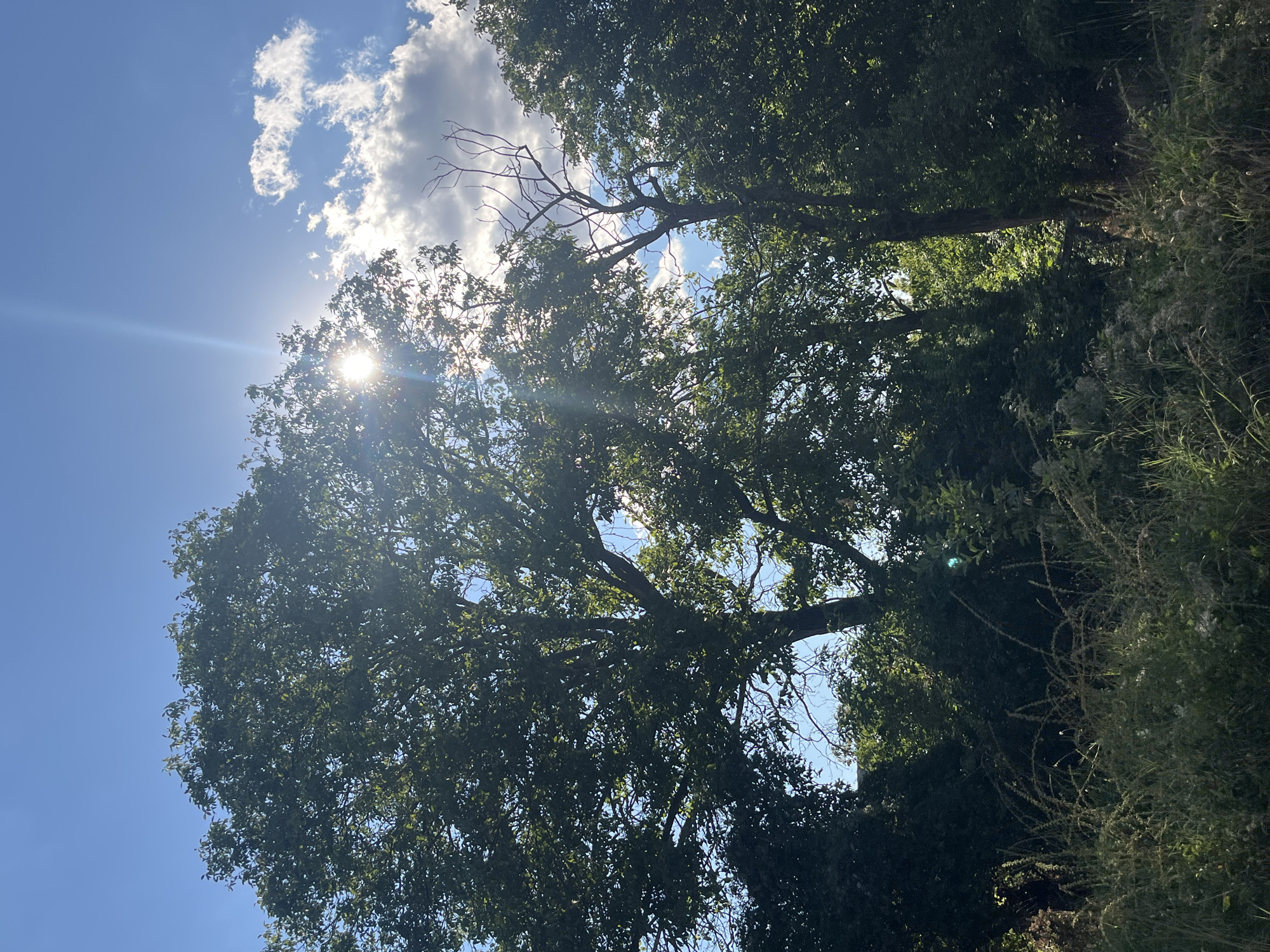 The image depicts a sunlit natural scene, likely a park or wooded area, with lush green foliage and a bright blue sky. Sunlight streams through the leaves of a large deciduous tree, creating lens flare and dappled light effects. Scattered white clouds are visible against the sky. In the foreground, tall grasses and other vegetation grow densely. The scene is static and devoid of any human presence or activity. The location is identified as being in the city of Targovishte, Bulgaria, though no specific landmarks within the city are discernible from the image itself. The overall impression is one of a tranquil outdoor environment bathed in the warmth of the sun.