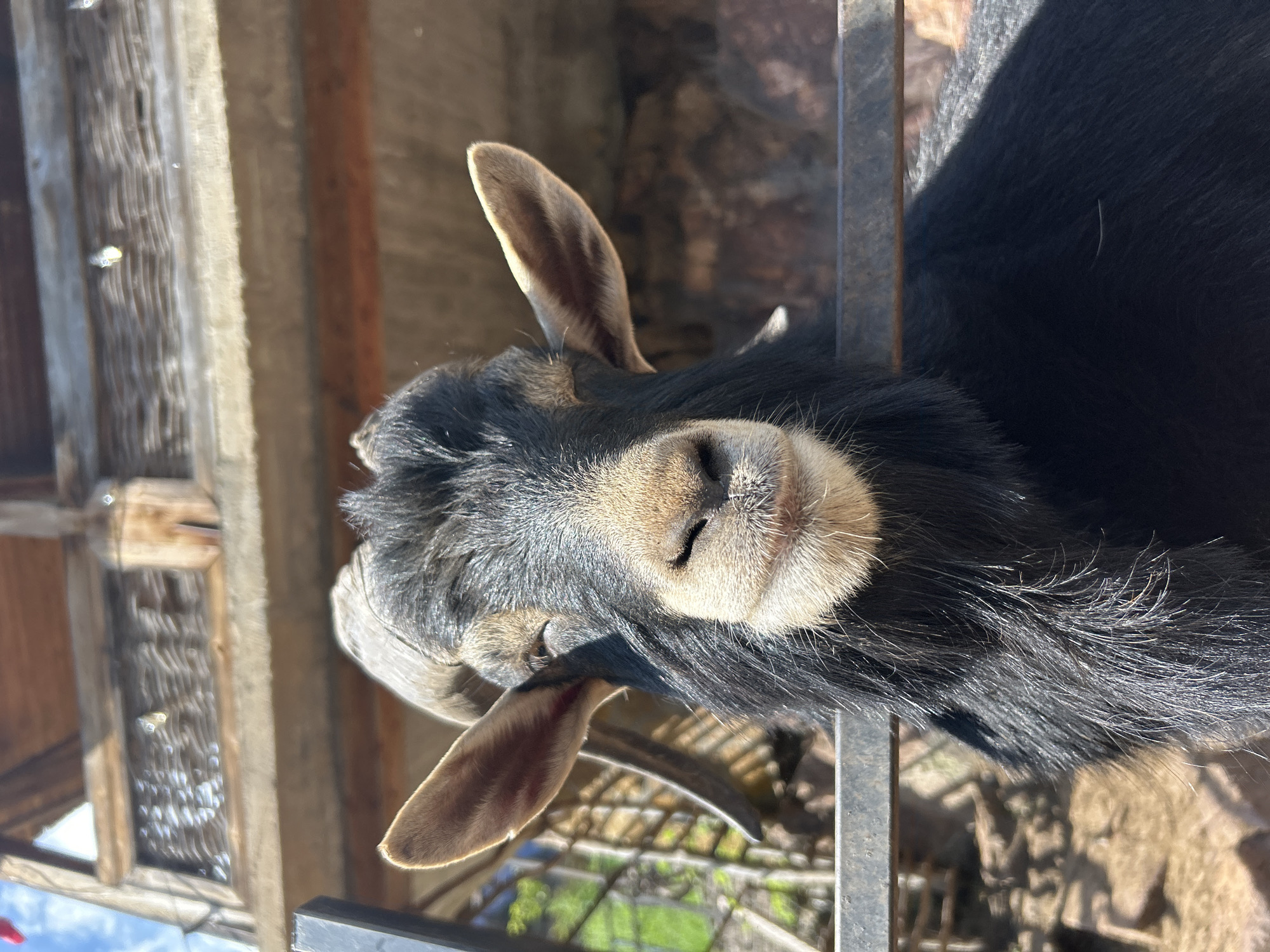 A close-up, head-on shot captures a black goat with a furry beard looking directly at the camera. The goat's eyes are closed, and it appears to be smiling with its mouth slightly open. Its ears are large and perked up, and its horns curve backward. The goat is behind a metal fence, and in the background, there is a wooden structure with a thatched roof and a stone wall. The environment appears to be outdoors, possibly in a rural or farm setting. There are no people visible in the image. The scene is brightly lit by sunlight. The location is stated to be in the city of Krasny Kurgan, Russia.