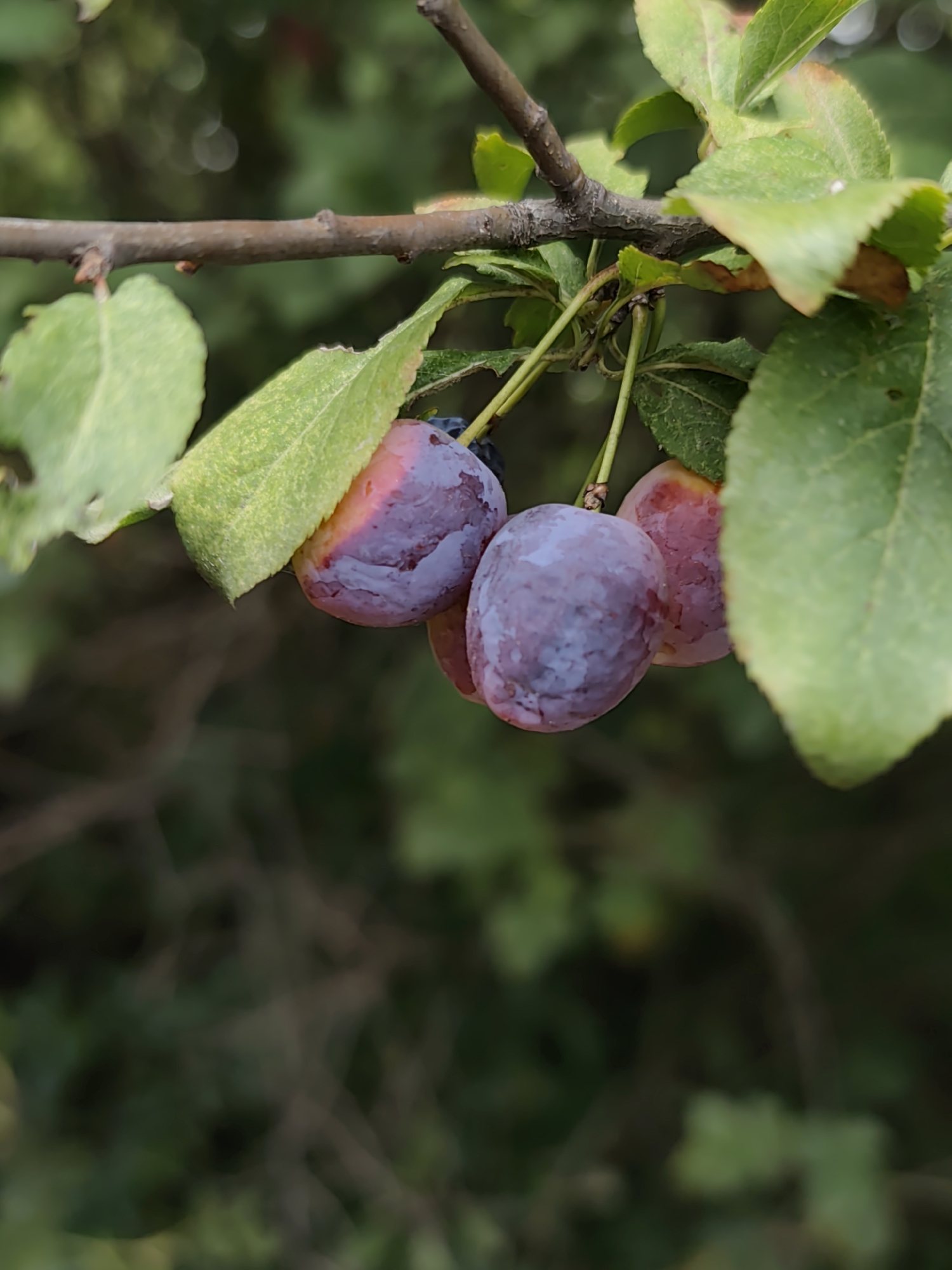 A close-up, eye-level shot captures three ripe plums hanging from a branch. The plums are various shades of purple and pink, with some showing a dusty bloom. Green leaves, some with reddish tinges, surround the fruit. The background is a soft blur of green foliage and branches, indicating an outdoor setting. The image does not contain any elements that place it specifically within Prague, Czechia.